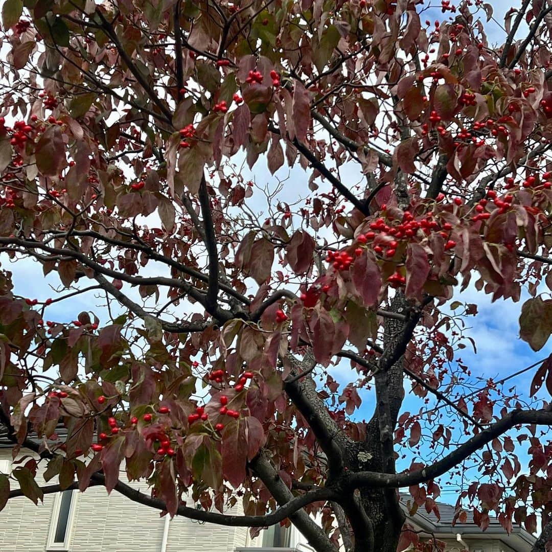 Kensho Onukiのインスタグラム：「街の中の紅葉。遊歩道のハナミズキが綺麗に色づいてます。ここには季節の移ろいがあるんですよね〜。#ハナミズキ #遊歩道 #街路樹 #紅葉 #チャリ散歩」