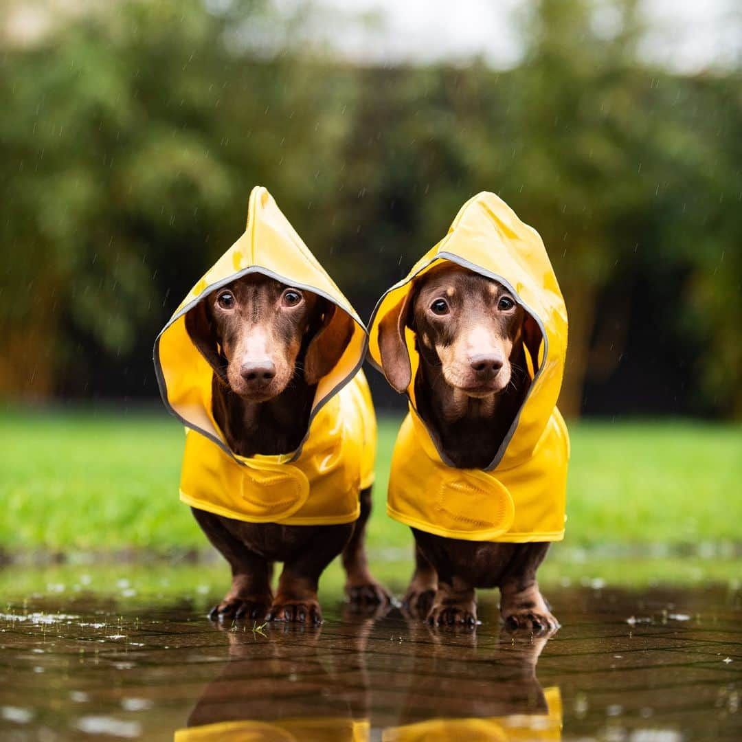 アニマルプラネットのインスタグラム：「Never let a little rain or a big puddle get in your way. 💛  📷: Oliver Reid  #dachsund #dogsofinsta」