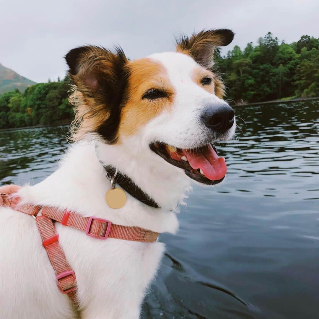 Amelia Gethingのインスタグラム：「I had to say goodbye to my best friend recently. He was the happiest, most loving boy and I couldn’t have wished for a better little buddy. I will keep you in my heart forever and always, Monty. I love you so so much. Rest in peace little guy 🤍」