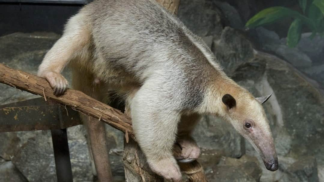 スミソニアン国立動物園のインスタグラム：「What makes a habitat🌳 a home🏠? Join Smithsonian’s National Zoo and Conservation Biology Institute on Wednesday, November 15 at 2 p.m. ET to compare animal habitats and meet some of the animals that call these habitats home. This K-5 virtual school program includes live captioning, ASL interpretation, and Spanish translation. Learn more and register by using the link in our bio!  Image description: a photo of a southern tamandua. Tamanduas are a type of tree-dwelling anteater.」