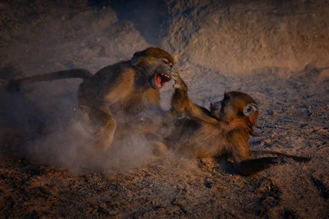 ナショナルジオグラフィックのインスタグラム：「Photo by Keith Ladzinski @ladzinski | Juvenile chacma baboons playfully wrestle along the dusty bank of the Cubango River in the Okavango Delta, Botswana.」