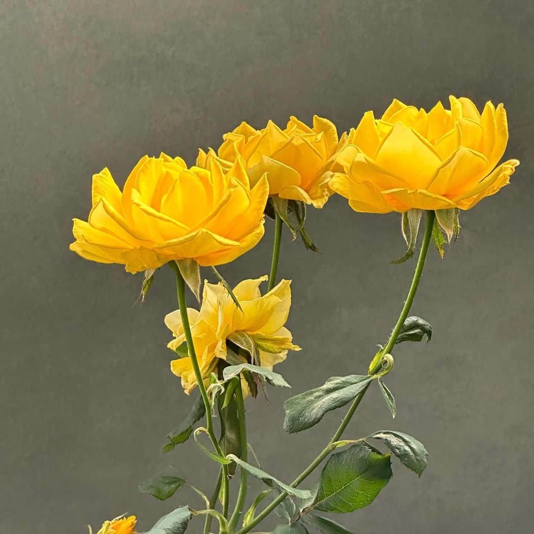 のインスタグラム：「🌼」