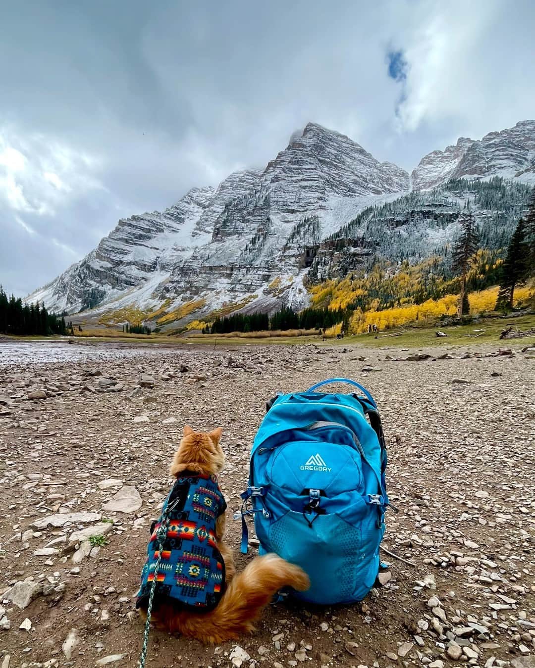 グレゴリーのインスタグラム：「@liebchen.travels is taking Fall to a whole new level! Discover his top backpack pick for the season in our bio. 🍁  #catsofinstagram #adventurecat #travelcat」