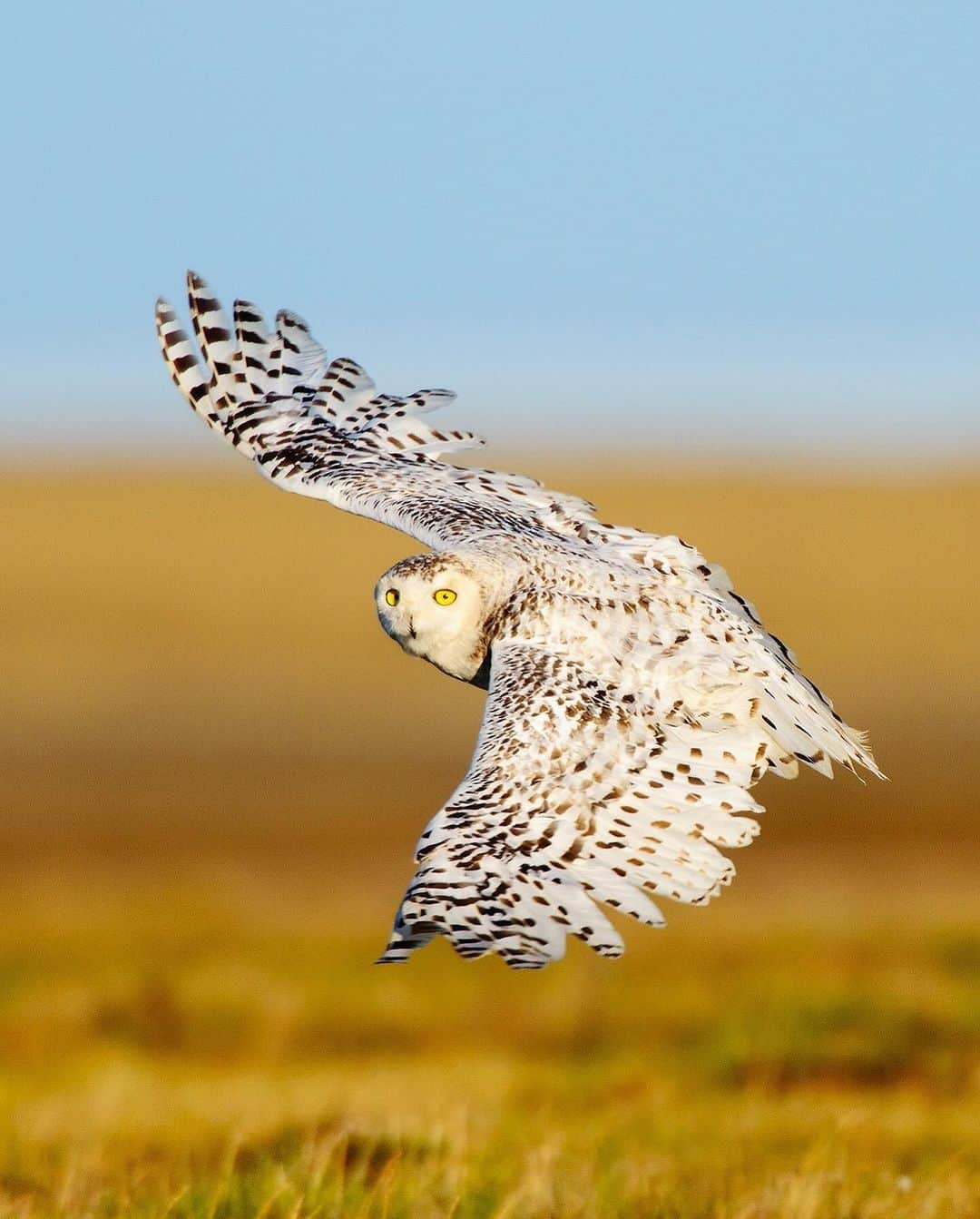 patagoniaさんのインスタグラム写真 - (patagoniaInstagram)「The 23-million-acre Reserve in Alaska’s North Slope is the largest tract of U.S. public land, home to hundreds of species at increased risk due to a warming climate. Public lands are also Native lands, spanning ancestral territories Indigenous communities have stewarded for millennia.  New drilling in the Reserve would threaten local ecosystems and communities all while locking the U.S. into decades of fossil fuel production. Join us in supporting President Biden’s proposal to expand protections for the Reserve.  Submit a comment by November 17 through our link in bio.」11月7日 1時30分 - patagonia