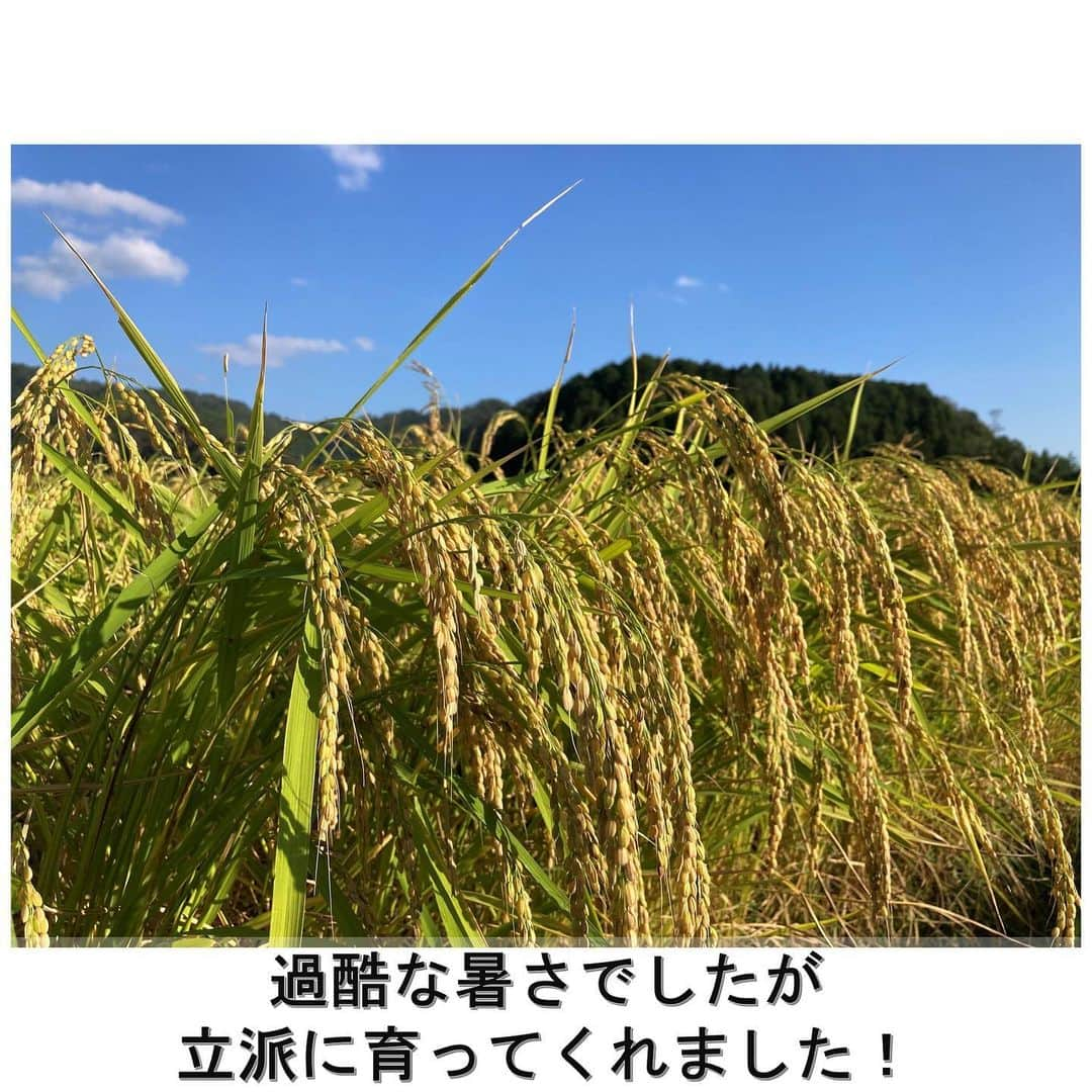 白鶴酒造株式会社さんのインスタグラム写真 - (白鶴酒造株式会社Instagram)「🌾 【白鶴ファームの稲刈り】 各地の稲刈り情報をお届けしておりますが 当社の農業法人「白鶴ファーム」でも 稲刈りが大詰めを迎えています。  夏の少雨や高温が心配でしたが 刈り取り時期がやや遅くなったものの 品質の良い白鶴錦を収穫できています。  少し前の写真ですが、 3枚目はカヤネズミの球巣（きゅうそう）です。 カヤネズミは日本で一番小さいネズミで 主に稲の害となる虫や雑草を食べてくれるそう！ いつも姿を探していたのですが、 残念ながら写真を撮ることは出来ませんでした。  刈取りの終わった田んぼを眺めると 無事収穫できた安堵もありますが、 なんだか寂しいような気持になります。  これからは、お酒造りのピークに向けて 頑張っていきます！  #日本酒 #白鶴 #hakutsuru #sake」11月6日 17時23分 - hakutsuru_official