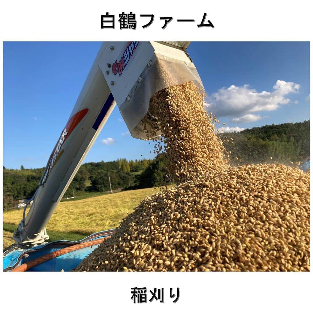 白鶴酒造株式会社のインスタグラム：「🌾 【白鶴ファームの稲刈り】 各地の稲刈り情報をお届けしておりますが 当社の農業法人「白鶴ファーム」でも 稲刈りが大詰めを迎えています。  夏の少雨や高温が心配でしたが 刈り取り時期がやや遅くなったものの 品質の良い白鶴錦を収穫できています。  少し前の写真ですが、 3枚目はカヤネズミの球巣（きゅうそう）です。 カヤネズミは日本で一番小さいネズミで 主に稲の害となる虫や雑草を食べてくれるそう！ いつも姿を探していたのですが、 残念ながら写真を撮ることは出来ませんでした。  刈取りの終わった田んぼを眺めると 無事収穫できた安堵もありますが、 なんだか寂しいような気持になります。  これからは、お酒造りのピークに向けて 頑張っていきます！  #日本酒 #白鶴 #hakutsuru #sake」