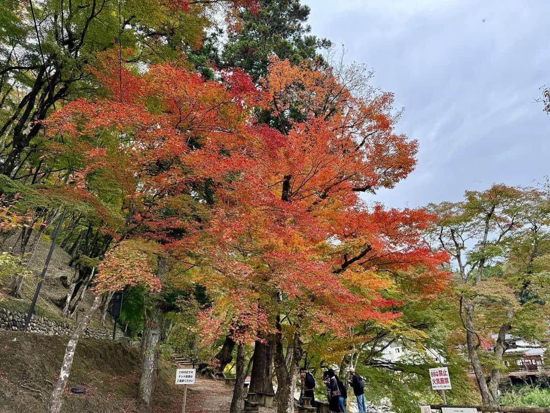 久保井朝美さんのインスタグラム写真 - (久保井朝美Instagram)「🍁 少し早いけれど グラデーションが綺麗☺️  今週中頃から 冷え込みが強まるので 色づきが進みそうです✨  三川足助屋敷の 刀削麺美味しかった〜🍜  花より団子🍡 紅葉よりもみじ饅頭😋  #愛知県観光 #紅葉2023 #紅葉ドライブ #紅葉登山 #紅葉スポット #香嵐渓もみじまつり #香嵐渓グルメ #刀削麺 #もみじ饅頭 #久保井朝美 #気象予報士 #講演会講師 #家族小旅行」11月6日 17時32分 - asami_k920