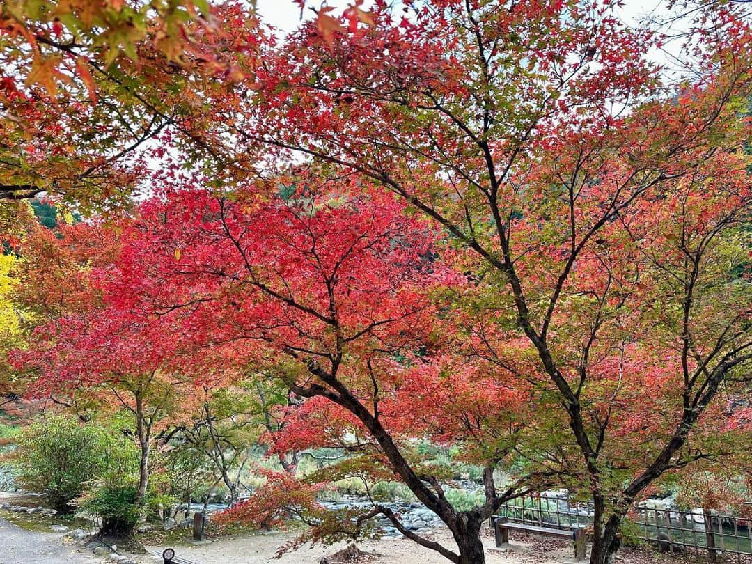 久保井朝美さんのインスタグラム写真 - (久保井朝美Instagram)「🍁 少し早いけれど グラデーションが綺麗☺️  今週中頃から 冷え込みが強まるので 色づきが進みそうです✨  三川足助屋敷の 刀削麺美味しかった〜🍜  花より団子🍡 紅葉よりもみじ饅頭😋  #愛知県観光 #紅葉2023 #紅葉ドライブ #紅葉登山 #紅葉スポット #香嵐渓もみじまつり #香嵐渓グルメ #刀削麺 #もみじ饅頭 #久保井朝美 #気象予報士 #講演会講師 #家族小旅行」11月6日 17時32分 - asami_k920