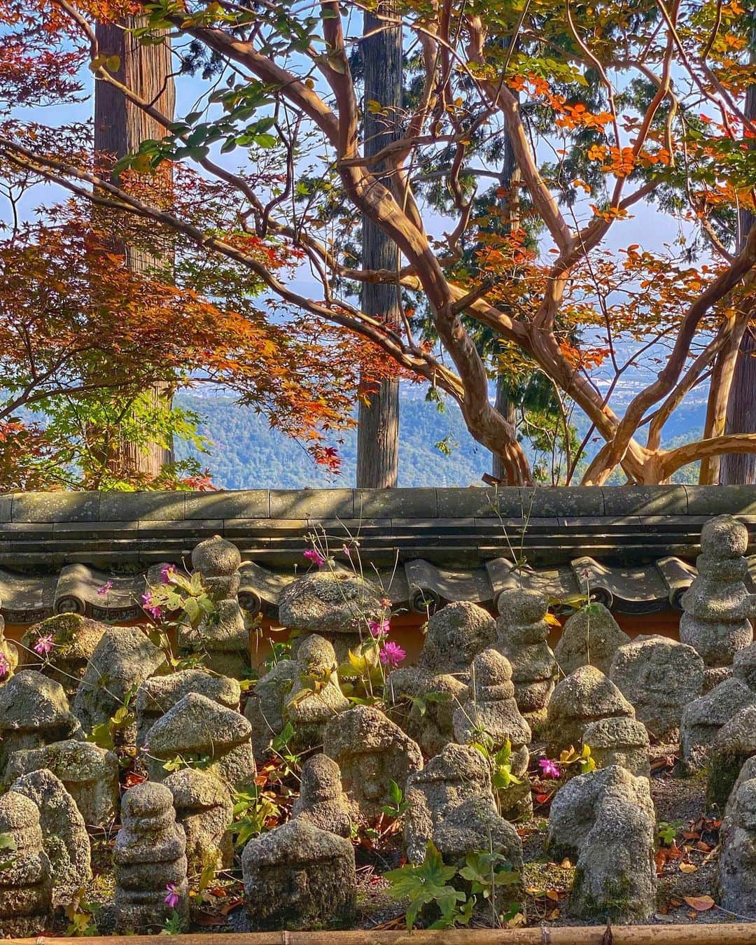 hama_aki_pppさんのインスタグラム写真 - (hama_aki_pppInstagram)「京都市#善峯寺 (スライドして下さい) Location Kyoto Japan (Swipe)   鍬山神社の帰りに善峯寺、紅葉はまだまだこれからと言った感じでしたが、かろうじて色鮮やかは秋明菊が残っていました🌸🌸  #神社仏閣  #寺社仏閣  #こころから  #おとな旅プレミアム  #そうだ京都行こう  #日本に京都があってよかった  #関西でお写んぽ  #タビジェニ　 #京都大人旅  #日本庭園  #japanese_gardens  #japanesetemple  #jalan_travel  #japanautumn  #loves_united_kyoto  #visitjapanjp #zekkeipicture  #autumn_leaves  #iphonephotography  #jalan_travel  #sorakataphoto  #kyototemple  #cooljapanvideos  #deaf_b_j_  #total_japan  #japanesegarden  #iphonephotographer  #iphoneonly  #special_spot_  #special_spot」11月6日 17時54分 - hama_aki_ppp