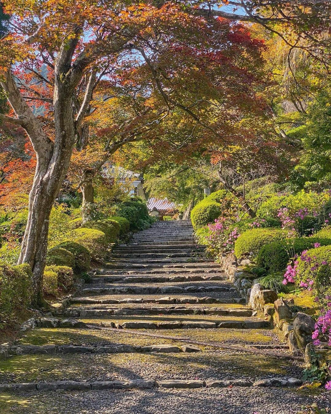 hama_aki_pppさんのインスタグラム写真 - (hama_aki_pppInstagram)「京都市#善峯寺 (スライドして下さい) Location Kyoto Japan (Swipe)   鍬山神社の帰りに善峯寺、紅葉はまだまだこれからと言った感じでしたが、かろうじて色鮮やかは秋明菊が残っていました🌸🌸  #神社仏閣  #寺社仏閣  #こころから  #おとな旅プレミアム  #そうだ京都行こう  #日本に京都があってよかった  #関西でお写んぽ  #タビジェニ　 #京都大人旅  #日本庭園  #japanese_gardens  #japanesetemple  #jalan_travel  #japanautumn  #loves_united_kyoto  #visitjapanjp #zekkeipicture  #autumn_leaves  #iphonephotography  #jalan_travel  #sorakataphoto  #kyototemple  #cooljapanvideos  #deaf_b_j_  #total_japan  #japanesegarden  #iphonephotographer  #iphoneonly  #special_spot_  #special_spot」11月6日 17時54分 - hama_aki_ppp