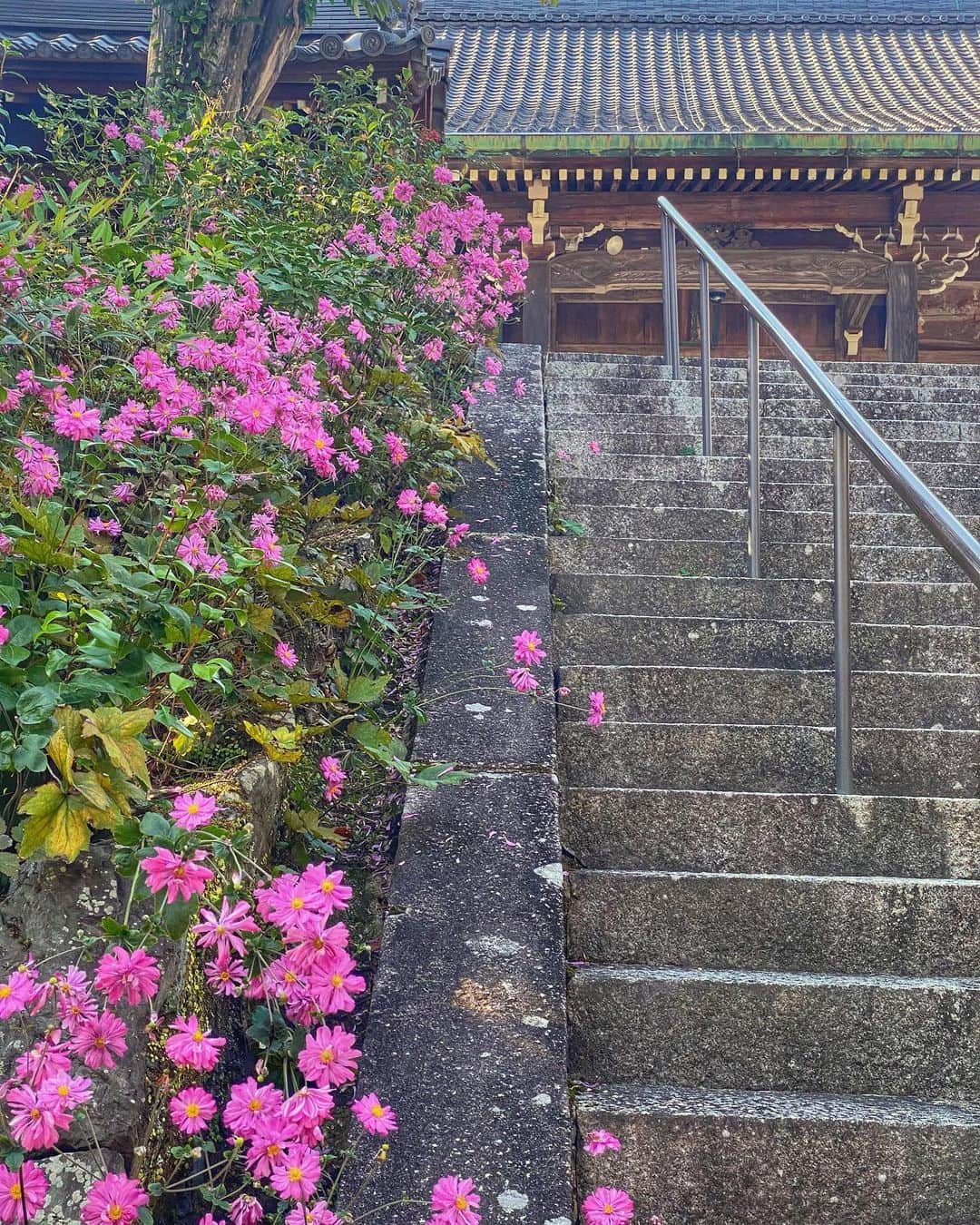 hama_aki_pppのインスタグラム：「京都市#善峯寺 (スライドして下さい) Location Kyoto Japan (Swipe)   鍬山神社の帰りに善峯寺、紅葉はまだまだこれからと言った感じでしたが、かろうじて色鮮やかは秋明菊が残っていました🌸🌸  #神社仏閣  #寺社仏閣  #こころから  #おとな旅プレミアム  #そうだ京都行こう  #日本に京都があってよかった  #関西でお写んぽ  #タビジェニ　 #京都大人旅  #日本庭園  #japanese_gardens  #japanesetemple  #jalan_travel  #japanautumn  #loves_united_kyoto  #visitjapanjp #zekkeipicture  #autumn_leaves  #iphonephotography  #jalan_travel  #sorakataphoto  #kyototemple  #cooljapanvideos  #deaf_b_j_  #total_japan  #japanesegarden  #iphonephotographer  #iphoneonly  #special_spot_  #special_spot」