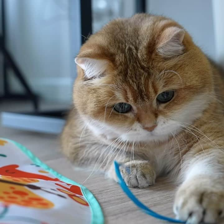 Hosicoのインスタグラム：「Cat games 🏏🐈」