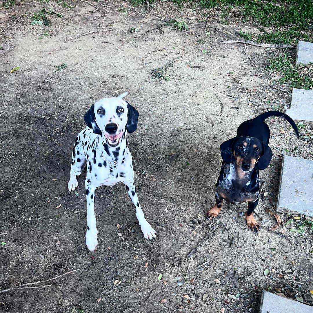 Hoykong&Plamuekのインスタグラム：「With Olive my new friend🥰 #dachshundsofinstagram #dalmatian」