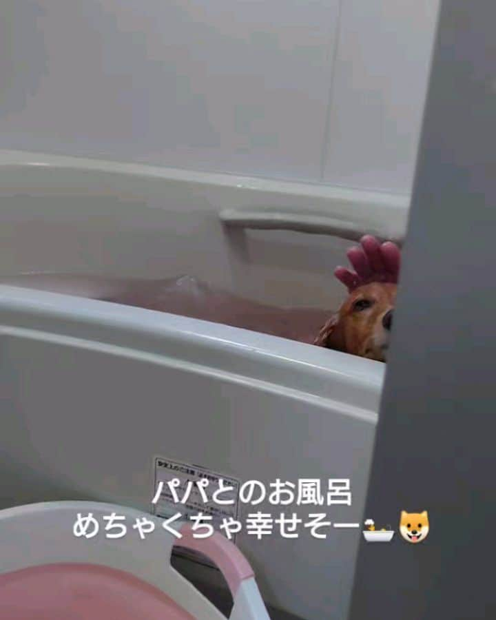 ピックのインスタグラム：「昨日は、２週に、１度のパパミング🛀🐶🐶🛀 、 いつもになく、気持ちよさそうなピク🐶 、 ピコは、顔におもっきり水がかかってもお利口さんらしいよー✌️ 、 炊飯器飯🐶🐶 、 もーやめれない😆これ、 、 #炊飯器飯 #犬のごはん  #お風呂  #多頭飼い  #ミニチュアダックス大好き  #ダックス #イッヌ #いぬバカ部 #pecoいぬ部 #peppyフォト部 #dachshundlove #doggy #dogstagram_japan #イヌスタグラム #いぬすたぐらむ #たんそく部 #いぬのいる暮らし #犬の居る生活 #miniaturedachshund #犬 #dog #todayswanko #pecoいぬ部 #わんわん小学校 #lovedogs #犬好きな人と繋がりたい」