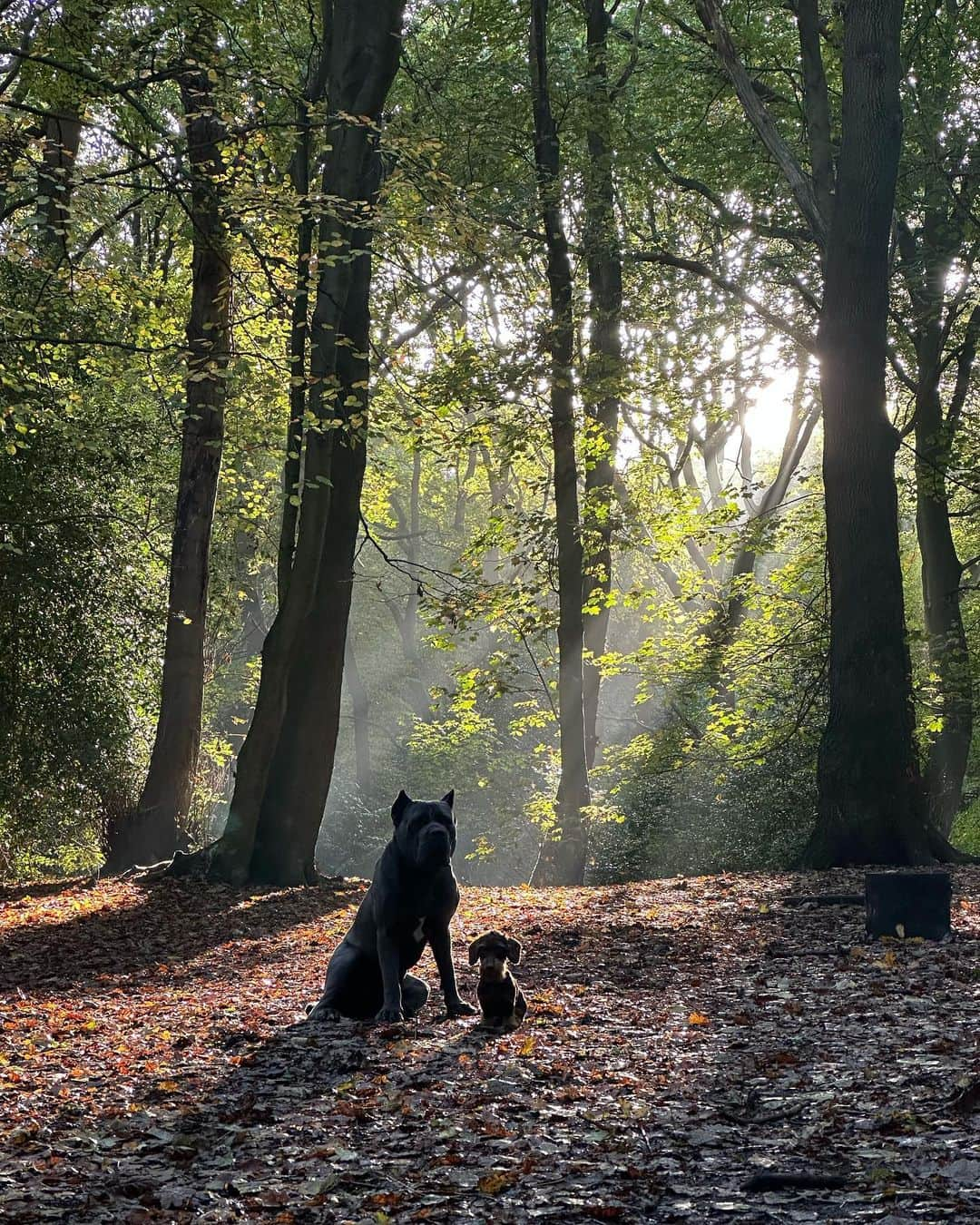 アルフォンス・アレオラのインスタグラム：「Our boys 🐾 🍂 #canecorso #minidaschund #nature」