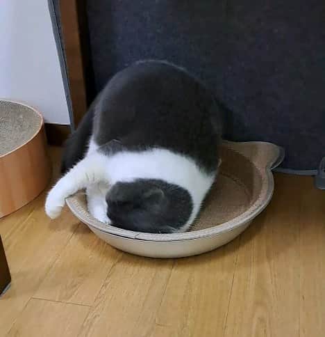 高橋靖子のインスタグラム：「トト🐱にマタタビ～💕(猫鍋が小さいのか…トトが大きいのか😅💦) #猫 #ブリティッシュショートヘア #マタタビ #にゃんすたぐらむ #猫のいる生活 #猫のいるくらし #吉本新喜劇 #よしもと新喜劇 #新喜劇」