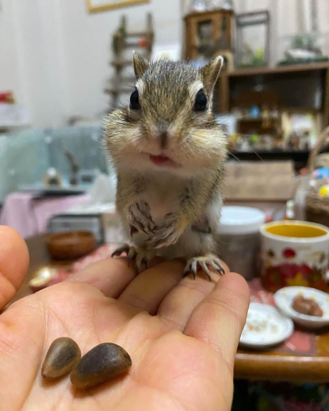 peace_0322のインスタグラム：「#リス#シマリス#ふわもこ部 今日もお口が大変な事になってるよ🤣」