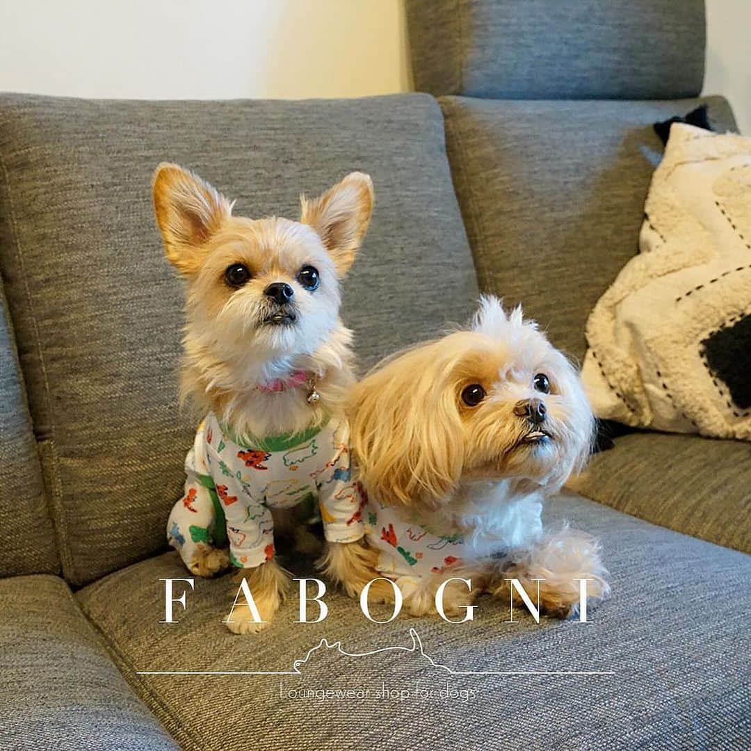 Rintarou Asari 浅利 琳太郎さんのインスタグラム写真 - (Rintarou Asari 浅利 琳太郎Instagram)「ドッグウェアブランド『FABOGNI (ファボンニ) @fabogni_official 』をローンチ致しました。 【Fabulous & Comfortable Lifestyle】をコンセプトにオリジナルの犬用ラウンジウェア(部屋着) / パジャマをオンラインストアにて展開します。 販売はもう少し先ですが是非良かったらInstagramチェックフォローしてくれたら嬉しいです！ ワンチャンの撮影も担当してます！！ モデル犬も募集していますので是非お声がけください  We have launched a dogwear brand. Sales are a little further down the road, but if you'd like to check out our Instagram, we'd love to hear from you!」11月6日 18時59分 - rintaro_asari