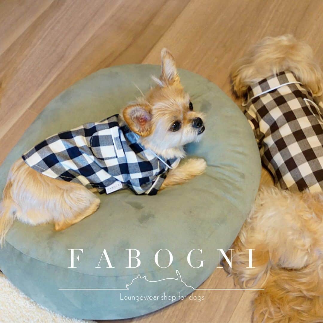 Rintarou Asari 浅利 琳太郎さんのインスタグラム写真 - (Rintarou Asari 浅利 琳太郎Instagram)「ドッグウェアブランド『FABOGNI (ファボンニ) @fabogni_official 』をローンチ致しました。 【Fabulous & Comfortable Lifestyle】をコンセプトにオリジナルの犬用ラウンジウェア(部屋着) / パジャマをオンラインストアにて展開します。 販売はもう少し先ですが是非良かったらInstagramチェックフォローしてくれたら嬉しいです！ ワンチャンの撮影も担当してます！！ モデル犬も募集していますので是非お声がけください  We have launched a dogwear brand. Sales are a little further down the road, but if you'd like to check out our Instagram, we'd love to hear from you!」11月6日 18時59分 - rintaro_asari