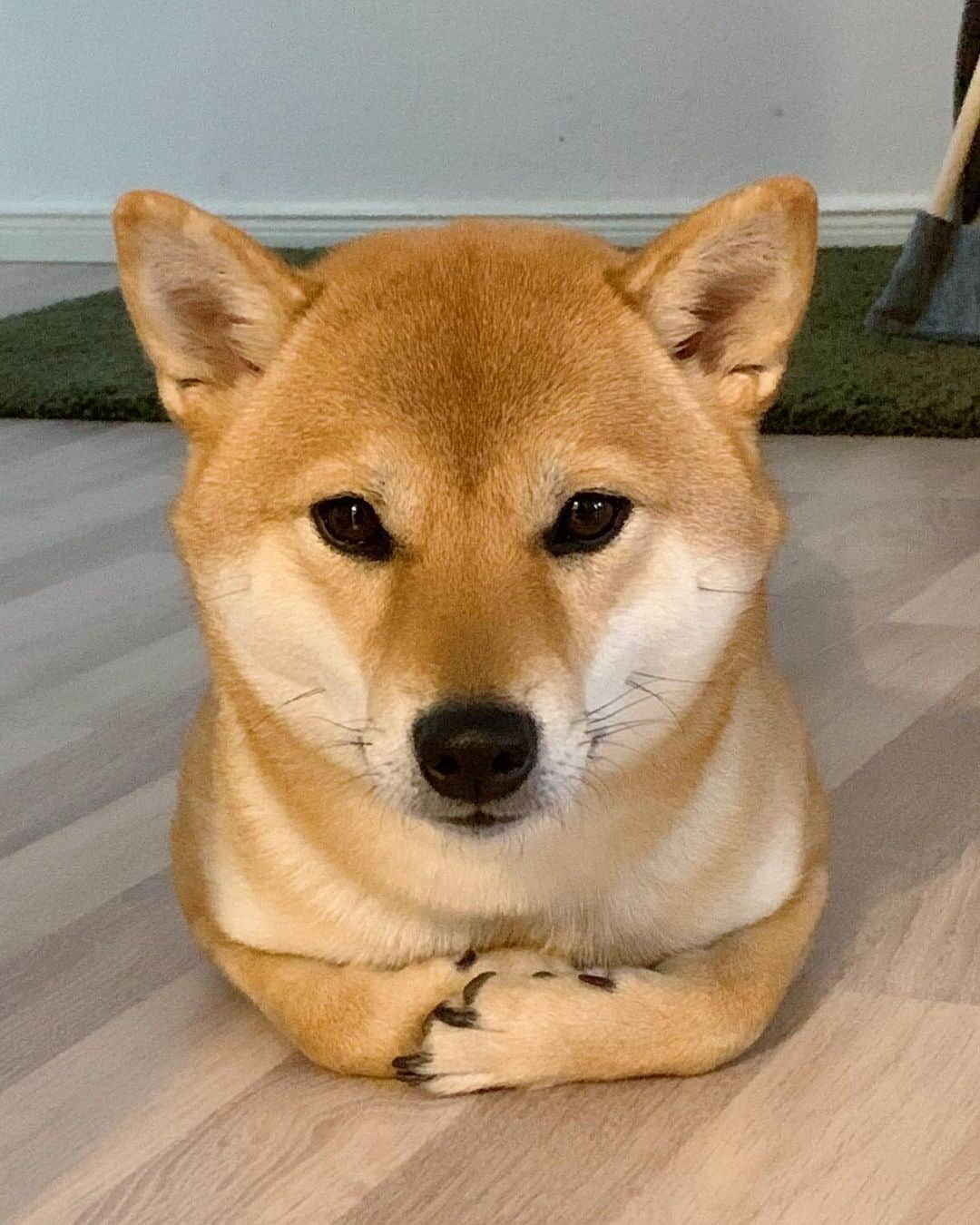 8crapのインスタグラム：「“Casually scheming world domination” - 📷 @lilshiba_rei - #barked #dog #doggo #ShibaInu #Shiba」