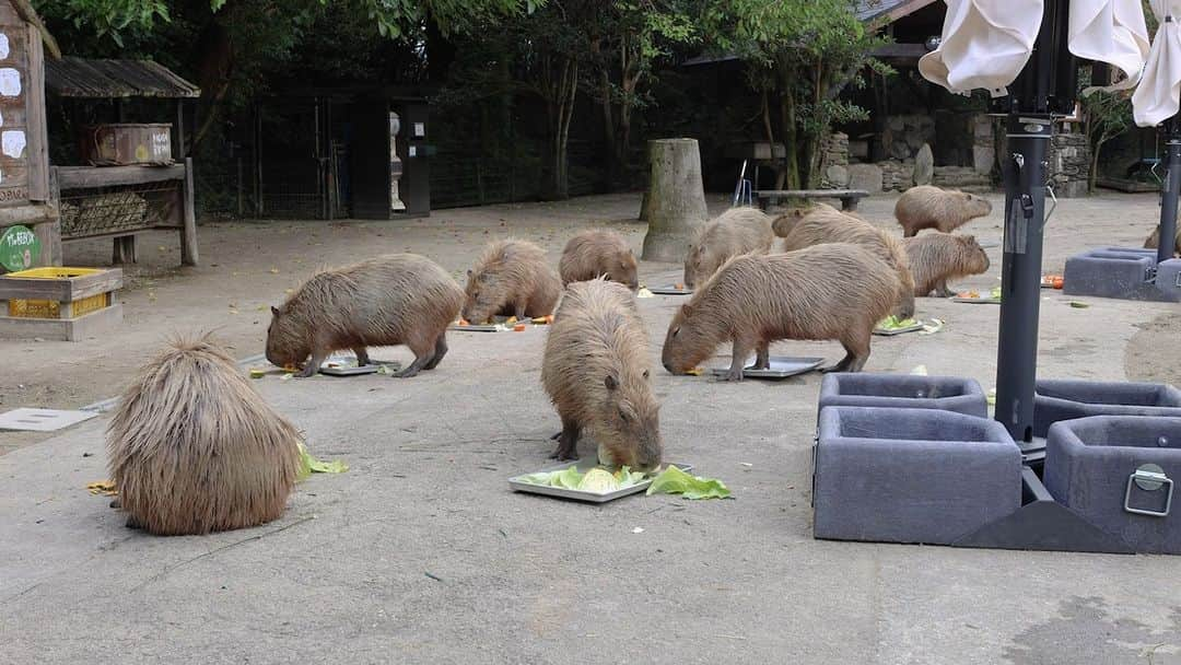 渡辺克仁のインスタグラム：「みんなでお食事中のところ、すみません。  #カピバラ #水豚 #capybara #長崎バイオパーク」