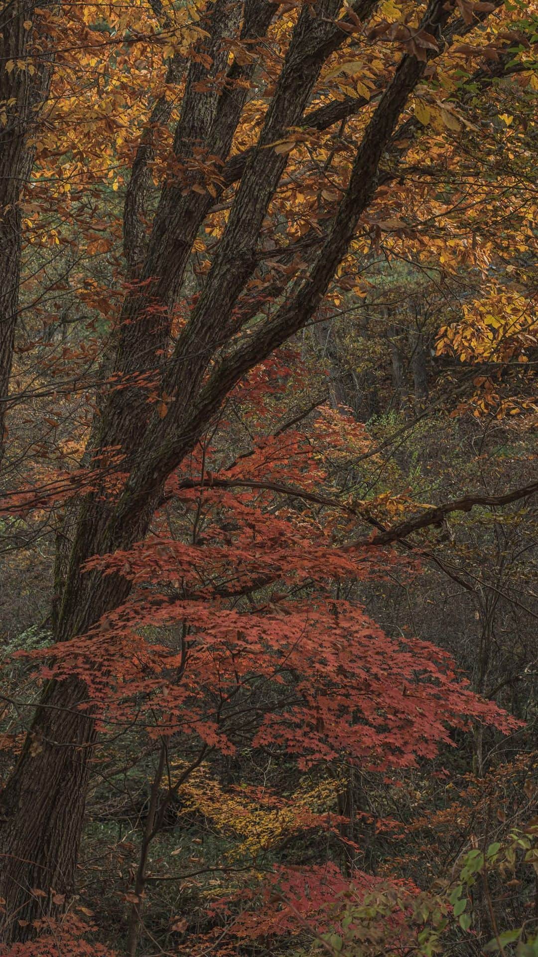 Nanaのインスタグラム：「from the beginning to the end of autumn🍁  #autumncolours #autumnreels  #autumnmood  #naturereels」