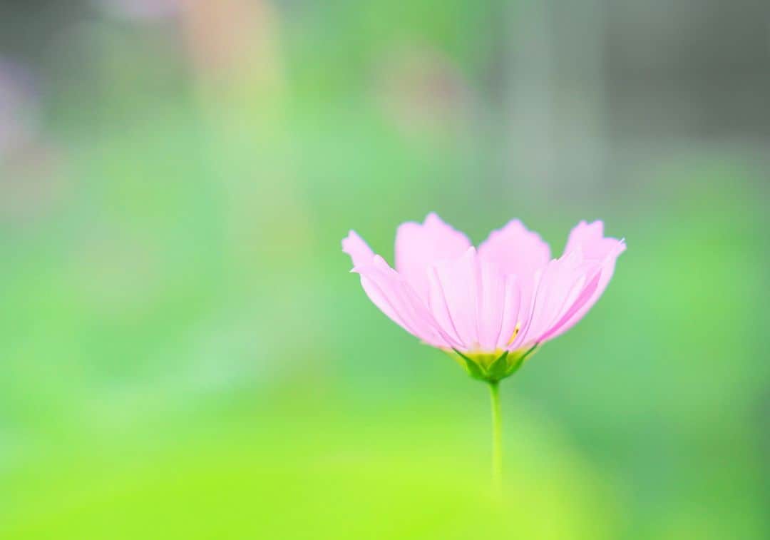 花の写真館さんのインスタグラム写真 - (花の写真館Instagram)「Photo by S Kenji. https://www.facebook.com/people/Kenjisphotography/61551696793861/ . 本アカウントは、 #私の花の写真 をつけてInstagramに投稿された皆さまの花の写真や、「花の写真館」Facebookページで投稿された花の写真を紹介します。 「花の写真館」Facebookページは、「 @floral.photograph 」のプロフィールにあるURLからご覧ください。 . ※各種法令、マナー、関係者の指示に従った撮影をお願いします。 *Please ensure that your photography adheres to all relevant laws, etiquette, and instructions issued by authorized persons. ※本アカウントは東京カメラ部がFacebook、Instagramのサービスを利用して運営しているもので、Meta社・Instagramとは一切関係ありません。 . #花の写真館 #floralphotograph #floralphoto #flower #flowers Follow: @floral.photograph」11月6日 19時30分 - floral.photograph