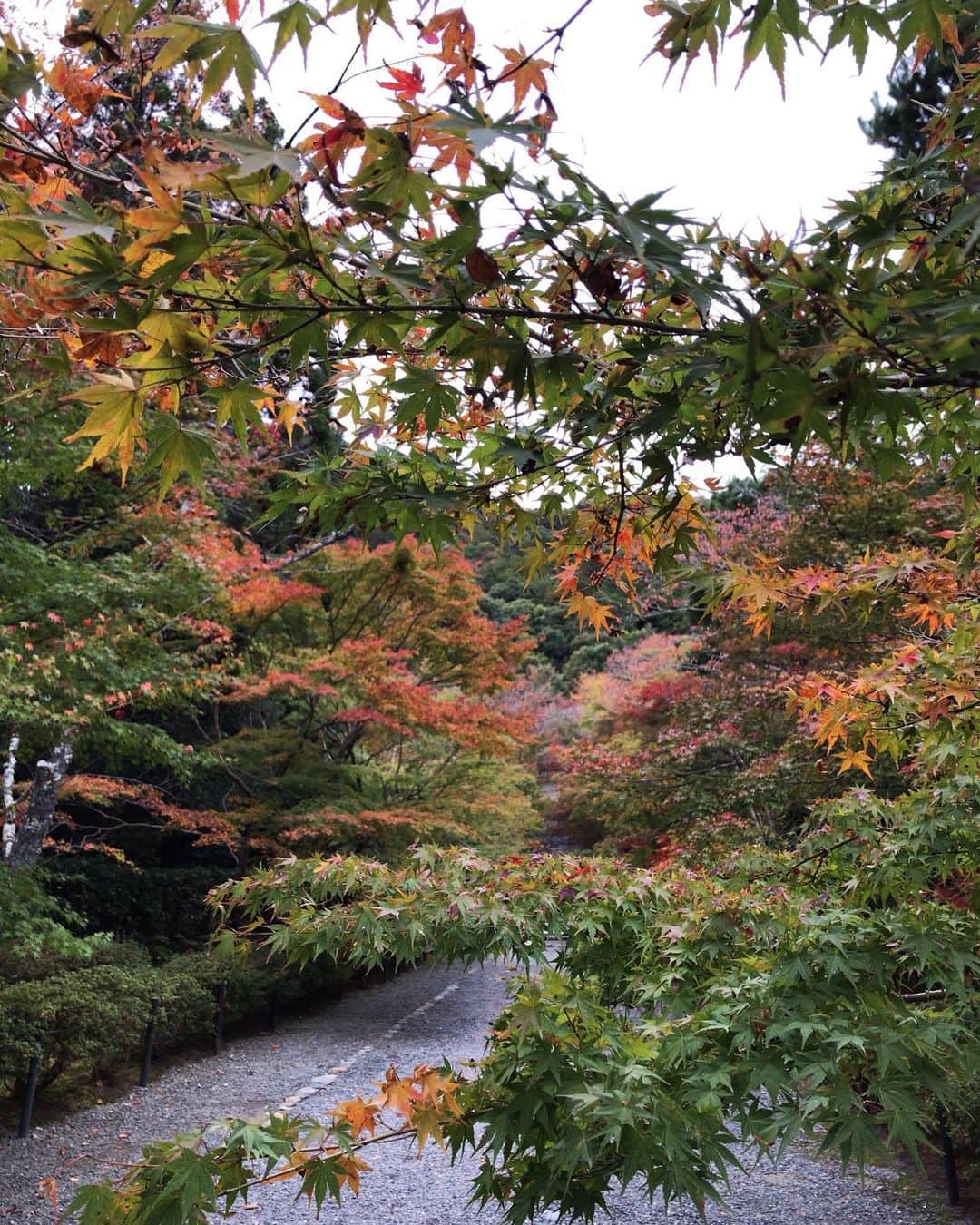 小川知子さんのインスタグラム写真 - (小川知子Instagram)「京都から〜  今日は久しぶりに嵐山へ。 紅葉は期待していなかったけど、うっすら赤や黄色に色付いた樹々が綺麗。  混雑を避けて早起きしていざ出発。 大正解！ 大体、１１時過ぎたら満員と聞いていたので。  晴れ女の私。 雨予報にも関わらず全く濡れずに散策出来てラッキー🤞  二尊院まで行く人はあまりいなかったのですが、二十五菩薩来迎図が特別に展示されていて素晴らしかったです。  竹林の小径も人力車が行き交って賑わっていました。  よく歩いたー！  夜は新しく出来た京都の名所の新風館で焼き鳥と餃子のハシゴ。 よく食べるなー。  とにかく暑くて汗💦ダクでした。  ほとんど海外の旅行客です。  さぁ明日も楽しもう〜。  #嵐山 #二尊院 #竹林の小径 #新風館 #小川知子」11月6日 19時39分 - tomoko_ogawa_