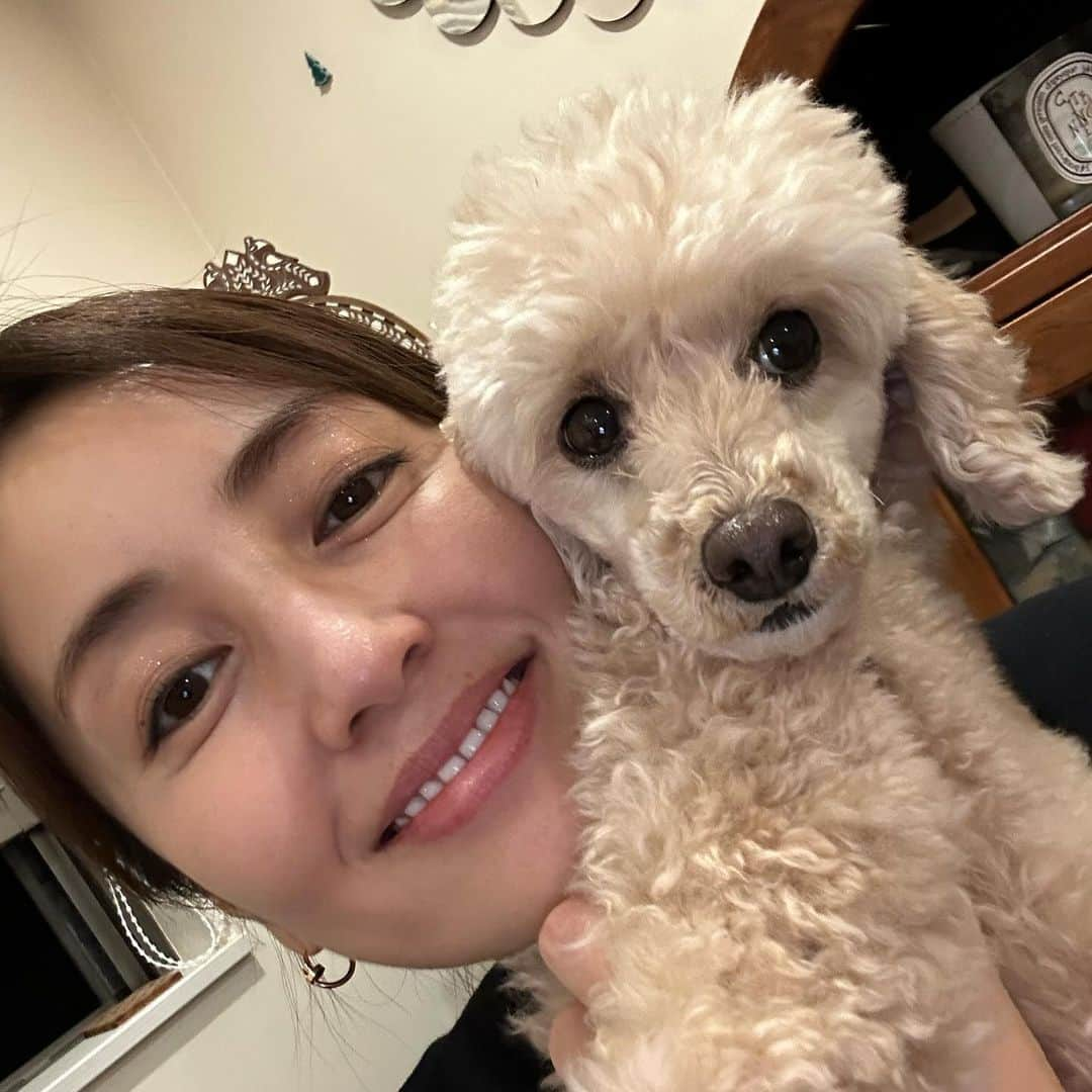 矢田亜希子のインスタグラム：「きなちゃんシリーズ💕 #きなこ#もなかと姉妹犬#5つ子ちゃん #toypoodle #仲悪い#2人一緒に抱えられません」