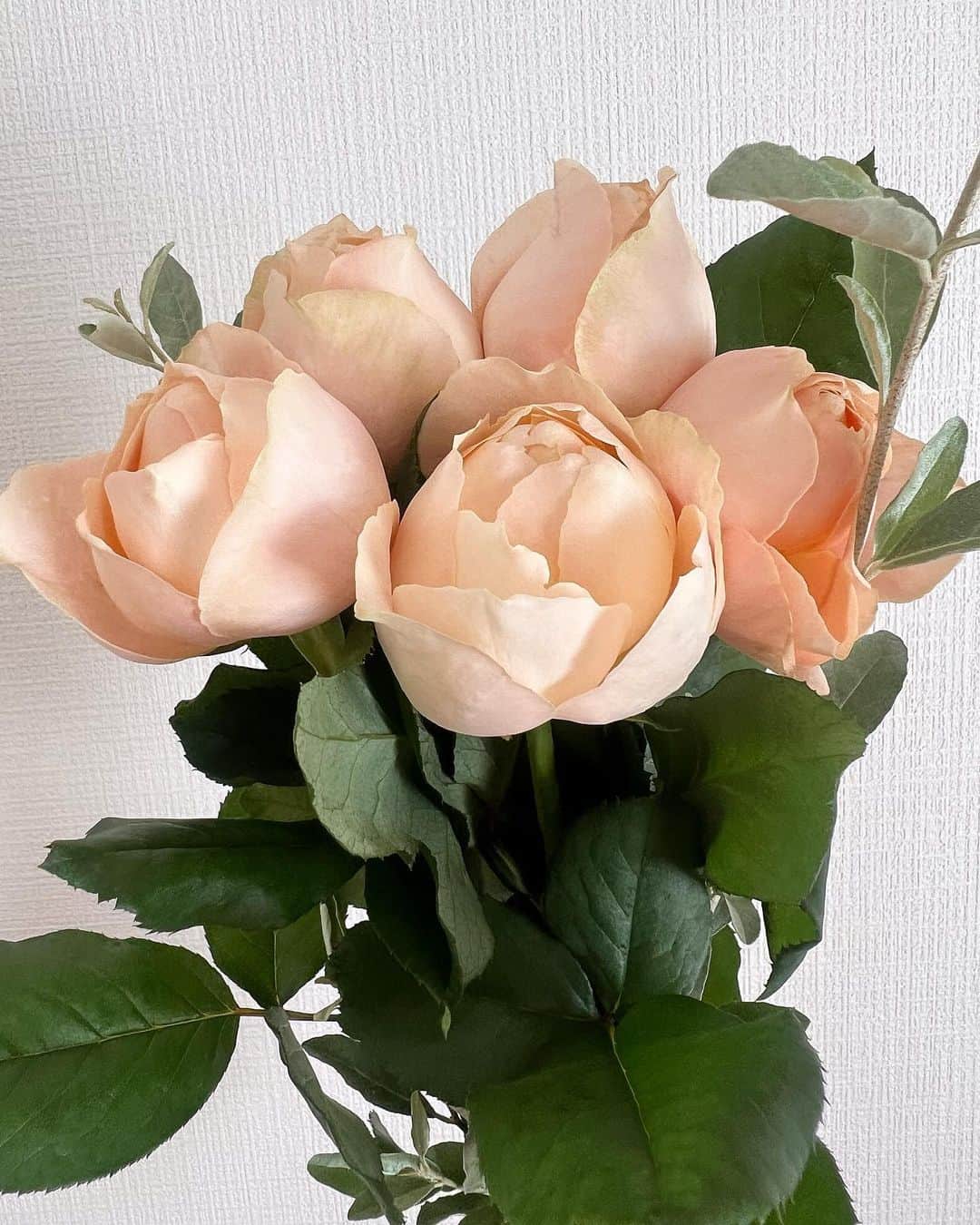 細田海友さんのインスタグラム写真 - (細田海友Instagram)「お花の定期便💐 @moafura_offitial  今月のお花はｱﾌﾟﾘｺｯﾄﾌｧﾝﾃﾞｰｼｮﾝ +ﾛｼｱﾝｵﾘｰﾌﾞ  淡い色味で癒されます🥹🤍  花言葉は『無邪気』  無邪気さと上品さを併せ持つ 女性になりたい、この頃…👸💓  #moafura #モアフラ #お花の定期便 #お花のある暮らし#バラ花束 #バラ定期便 #バラサブスク #バラギフト#花 #Flower #花のある暮らし #花好きな人と繋がりたい」11月6日 19時52分 - miyuu_bigbaby