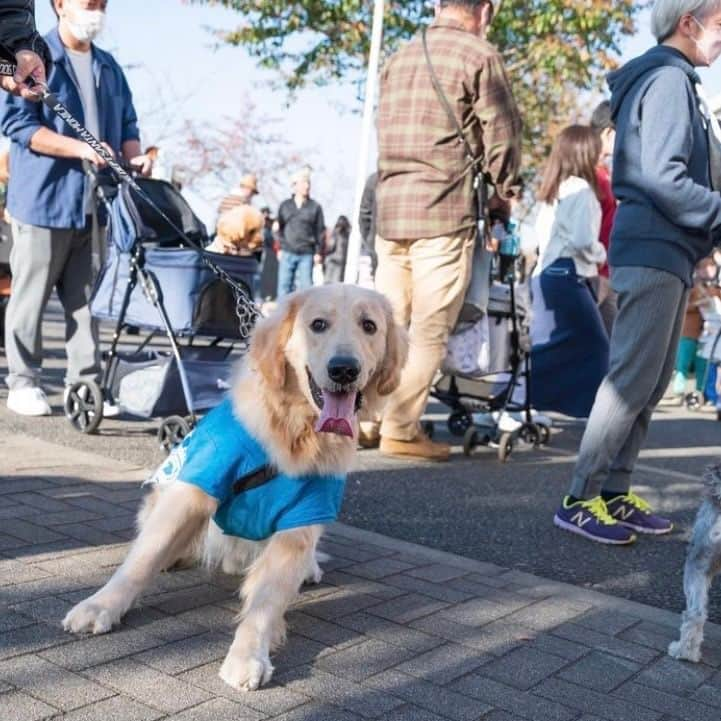 甲斐麻美さんのインスタグラム写真 - (甲斐麻美Instagram)「・ あっという間に11月に入り、 今週からは秋らしさが 満載だとか！😇🍁🍙🌰 ナイスタイミング！  いぬとわたしteamも、 いぬのおまつりへ向けて準備終盤です🙌  初開催の場所だし、 現地まで早くても片道１時間半はかかるし ドキドキと不安がいっぱいだけど、  今まで一緒にいぬのおまつりを盛り上げてくれた サポーターさんと出店者さんからの 「早く行って手伝うよ～！」「遠いけど行くよ～！」の声に 感謝の気持ちがいっぱいで  ＼わたしたちも頑張ろう～！！／  という励みになります。  いぬのおまつりの写真を眺めていると どのワンちゃんも幸せそうで とっても可愛いなぁ🐕‍🦺🫶💓  いつも 安全に楽しく、マナー良く、 いぬのおまつりへ参加して下さり ありがとうございます❣️  ＼むらキャン！× いぬのおまつり／へも ぜひ遊びにいらして下さいね🐶💛  special thanks to @yukari_photo_design 📷  ====================== むらキャン！× いぬのおまつり ======================  ■日時：11月11日(土)・12(日)10:00～16:00 ※雨天中止 場所：イオンモールむさし村山 　　　　たいかんたいけん野外広場 東京都武蔵村山市榎1-1-3  #いぬのおまつり　 #武蔵村山市 #武蔵村山 #むさし村山 #イベント運営 #いぬとわたし #犬との暮らし #犬ファースト #犬好きさんと繋がりたい #犬がいないと生きていけません #犬好き #犬のイベント #犬イベント #犬とお出かけ #いぬすたぐらむ #犬と楽しむ #犬最高」11月6日 20時00分 - inuto_watashi