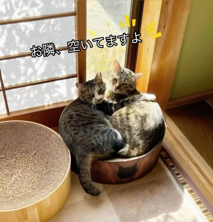 猫壱（ねこいち•ネコイチ）のインスタグラム：「広々使うより、ギュウギュウで使いたかったんだよね❤︎  @meiccccchooooon さん お写真をありがとうございました😊 お写真の商品は#バリバリボウル と#バリバリボウルxl でした🐈  :::::::::猫壱 :::::::   猫壱商品を使ってくれている写真や動画に【猫壱写真館】のハッシュタグをつけてポストしてください✨  猫壱SNSなどでリポスト・紹介されるかも？！  猫壱HPにも掲載されるチャンスも🥺  ぜひ皆さんハッシュタグをつけてポストしてくださいね🥺    @necoichicojp のハイライトから応募要項をチェックして是非ご応募くださいね❤   Reproduction is  prohibited.  ...........................................................................  #猫壱写真館  #猫壱 #necoichi #バリバリ #バリバリボウル #猫のいる風景  ...........................................................................」