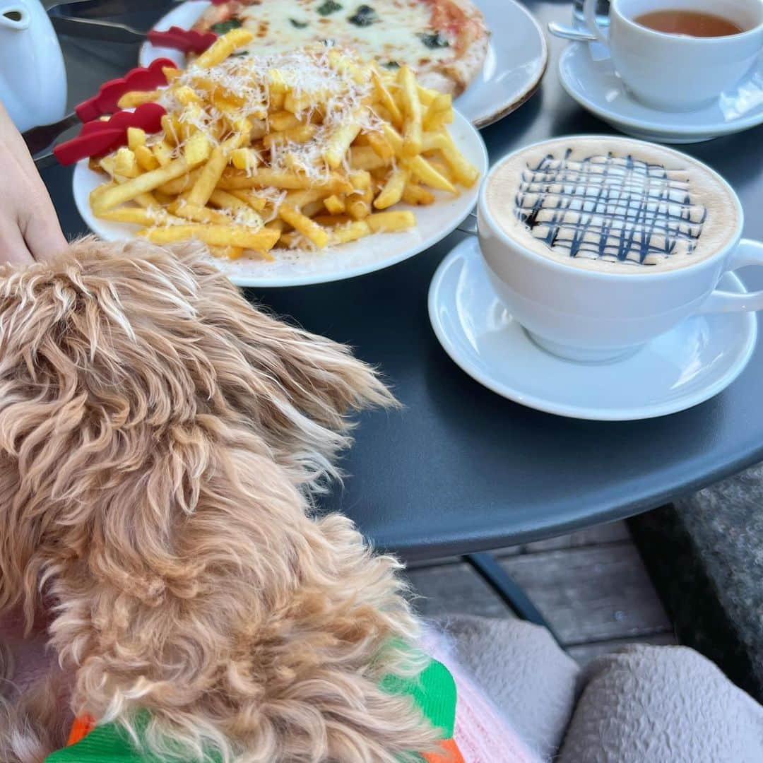 あかねぴさんのインスタグラム写真 - (あかねぴInstagram)「.  ぷぷちゃんとカフェタイム☕️  ポテト狙ってて危なかった、、😵‍💫笑  #マルプー #カフェ #テラスカフェ #蔵前カフェ」11月6日 20時05分 - akanepi0426