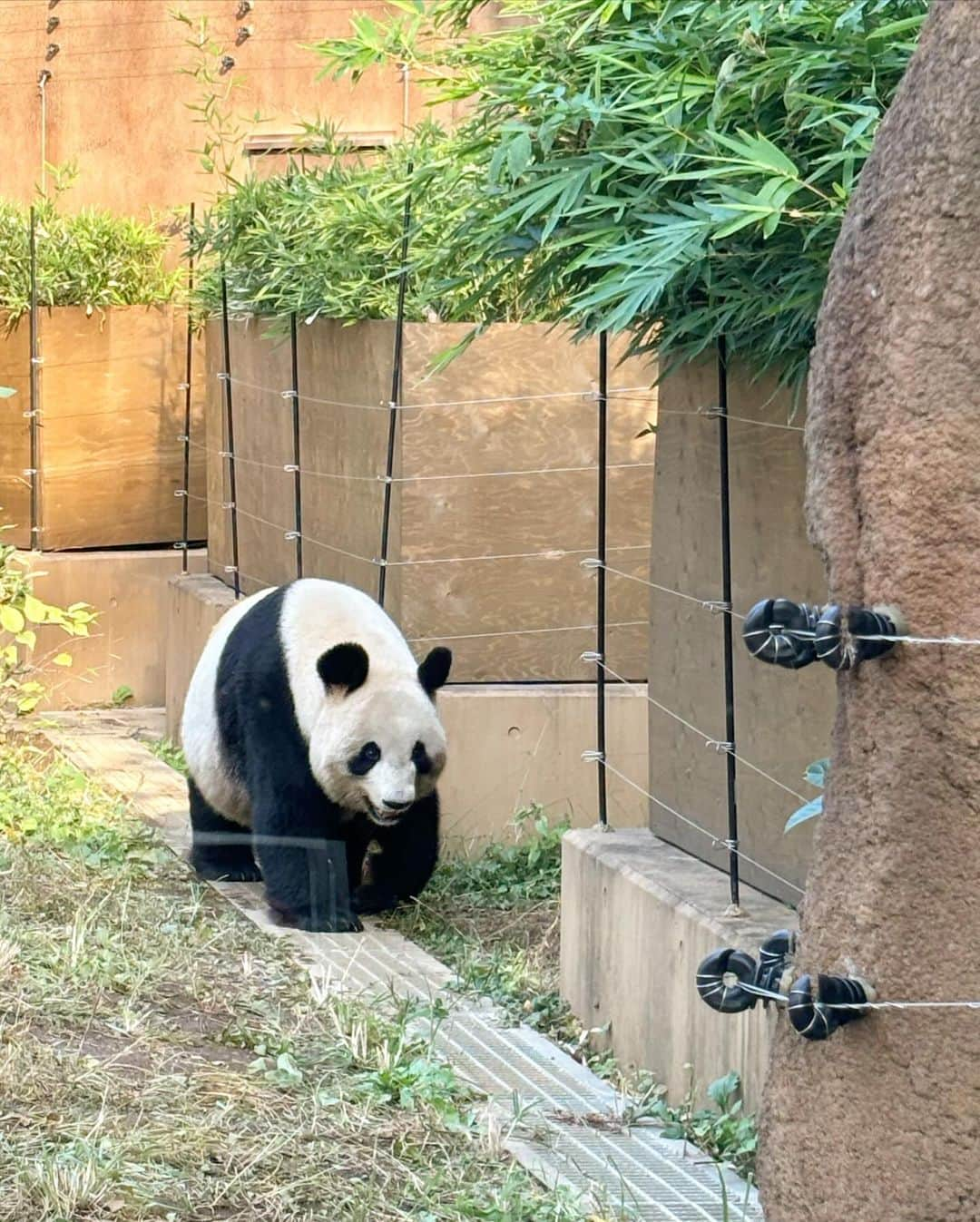 秦はるかさんのインスタグラム写真 - (秦はるかInstagram)「何年振りかの動物園でパンダに会えました🐼 11月とは思えぬ暑さだったよ…」11月6日 20時06分 - _hataharuka_