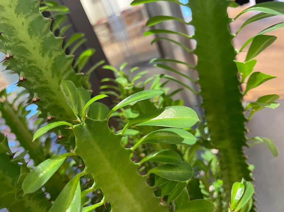 堀内まり菜のインスタグラム：「【堀内まり菜‪🌱‬】  最近みつけた植物。  一枚一枚に音程がありそう。 ギターみたいに弾いたら、 良い音が鳴りそうだ菜🌿  #堀内まり菜 #marinahoriuchi  #まり菜の日常」