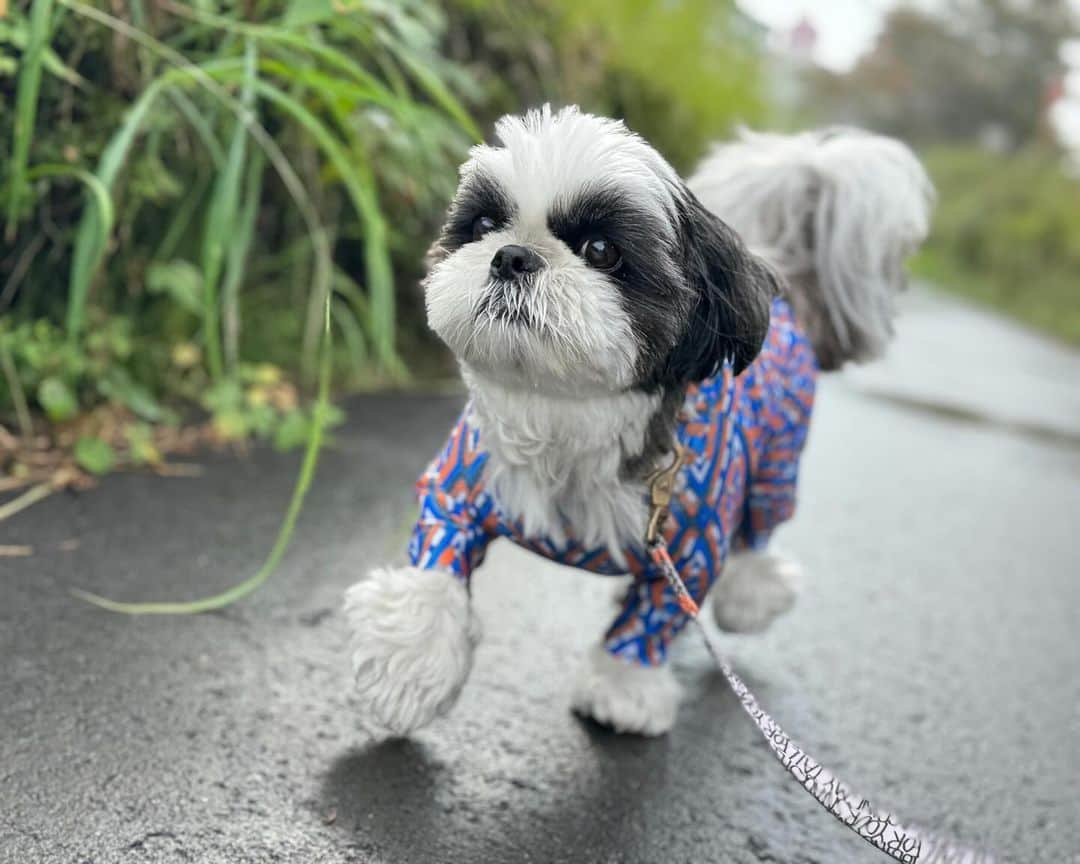 いくらさんのインスタグラム写真 - (いくらInstagram)「A close-up shot🤩✊ ・ どアップ😍😍😍 ・ ・ ・ #シーズー #いぬすたぐらむ #shihtzu #todayswanko #シーズー大好き部 #ロングまつ毛ワンコの会 #わんこ #dog #dogstagram #いぬ #puppy #doggy #犬のいる暮らし #犬バカ部 #shihtzulover」11月6日 20時25分 - i_am_ikura