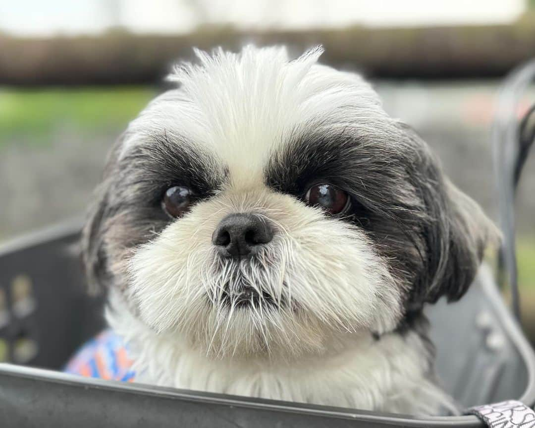 いくらさんのインスタグラム写真 - (いくらInstagram)「A close-up shot🤩✊ ・ どアップ😍😍😍 ・ ・ ・ #シーズー #いぬすたぐらむ #shihtzu #todayswanko #シーズー大好き部 #ロングまつ毛ワンコの会 #わんこ #dog #dogstagram #いぬ #puppy #doggy #犬のいる暮らし #犬バカ部 #shihtzulover」11月6日 20時25分 - i_am_ikura