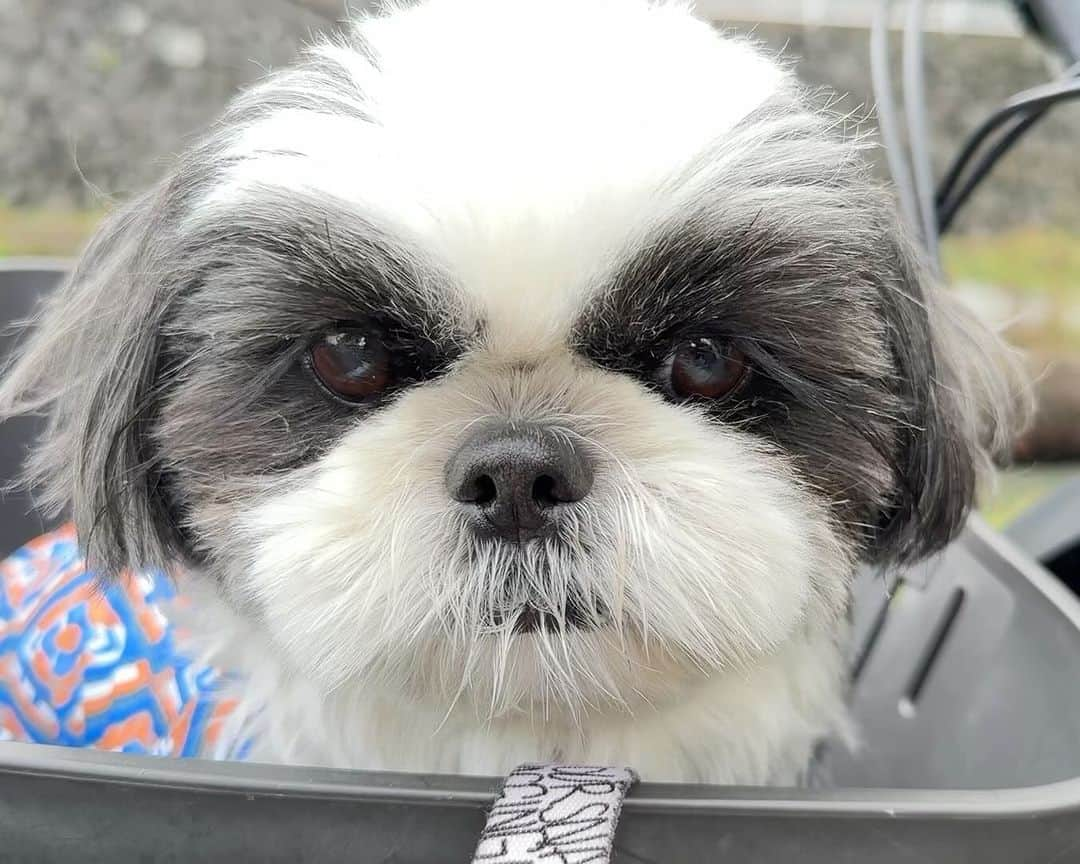 いくらのインスタグラム：「A close-up shot🤩✊ ・ どアップ😍😍😍 ・ ・ ・ #シーズー #いぬすたぐらむ #shihtzu #todayswanko #シーズー大好き部 #ロングまつ毛ワンコの会 #わんこ #dog #dogstagram #いぬ #puppy #doggy #犬のいる暮らし #犬バカ部 #shihtzulover」