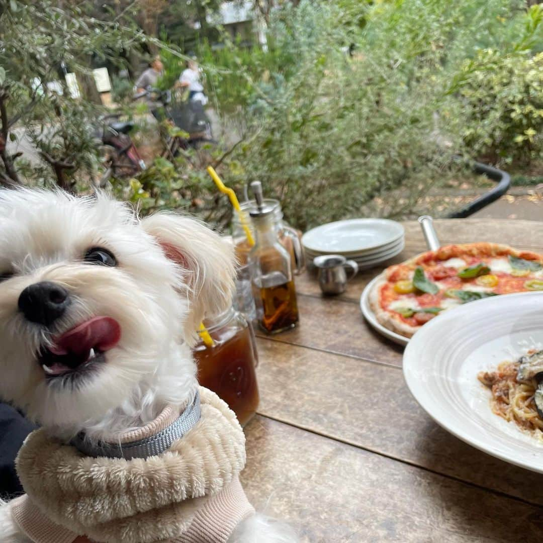 中西香菜のインスタグラム：「かわいい犬Photo🐶昨日に引き続き犬写真になりごめんなさい🥹  最近は地元大阪で過ごしてます！  14歳で大阪から東京に上京したので大阪の街をあまりのんびりすることがなかったのですが、電車に乗ったら吊り革が鹿なこともあったり、  グリコがある場所が大阪っぽくてきらきら賑やかだったり、 街行く人が関西弁で、わぁぁ大阪だ！って楽しく過ごしてます！！！  おじいちゃんおばあちゃんや親戚の人とご飯を食べるのも本当久々で喜んでもらえて、本当嬉しいです☺️  大阪も地元なので大事ですが、東京も好きです！☺️  どこも思い出たくさん！だし、どこに行っても人が優しい🥹  高校生ぐらいだった頃に、全国47都道府県ライブで制覇させて頂き旅行に行く度色んな思い出がよみがえってきて懐かしくて幸せな気持ちになります！ 実は昨日今日ととある場所に旅行してきました😳👏たくさん写真撮ってもらったのでまた載せますね！」