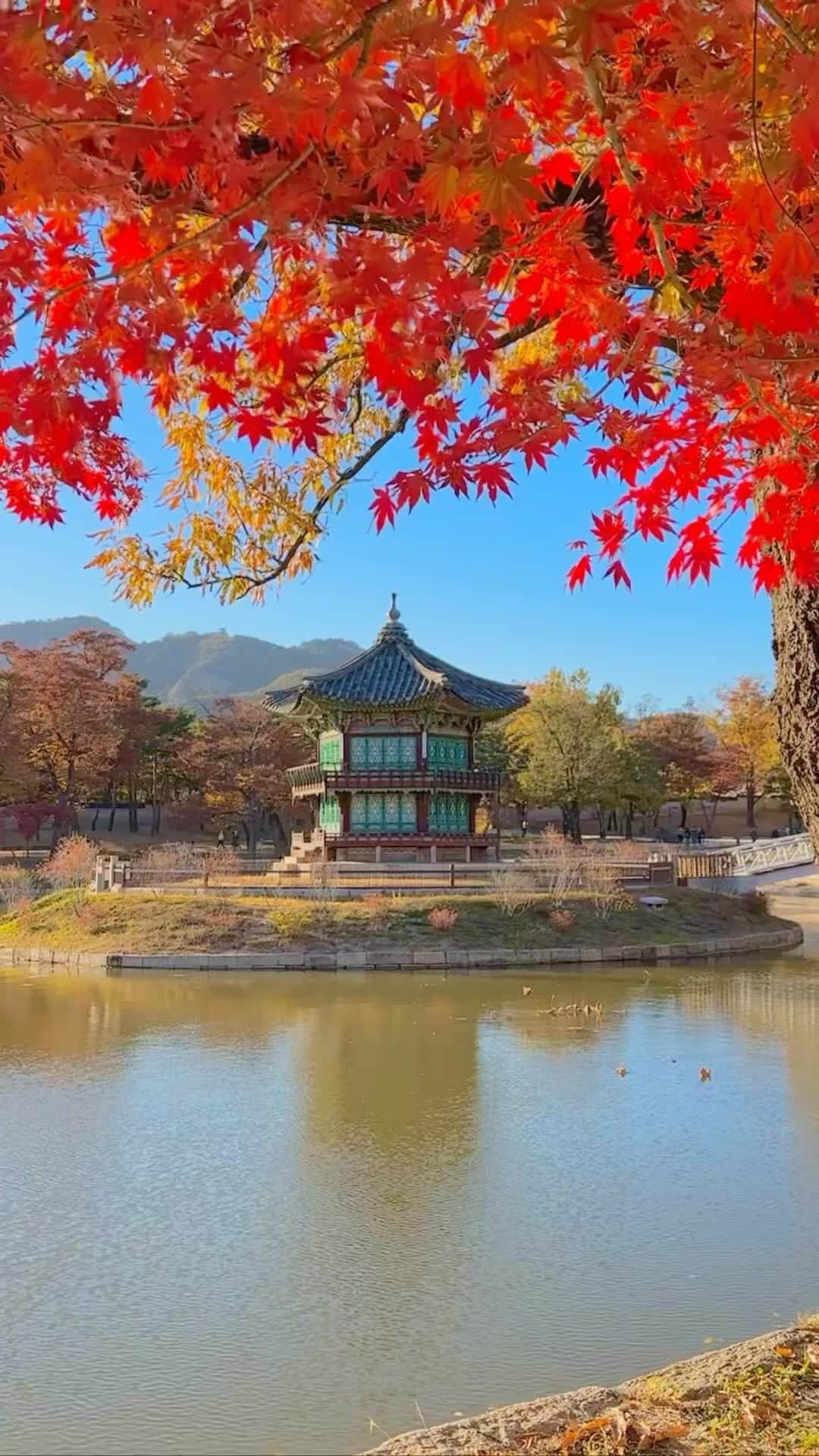 アシアナ航空日本地域公式アカウントのインスタグラム：「秋の景福宮🍂  ┈┈┈┈┈┈┈┈┈┈ 紅葉スポットとして有名な景福宮。  古宮と紅葉のコントラストが美しい！  チマチョゴリ(韓服、ハンボッ)を着ていると 入場料が無料に！ 写真映えも抜群です！  📸@_jungkong  ┈┈┈┈┈┈┈┈┈┈   #アシアナ航空 #アシアナ #ASIANA #asianaair #asianaairline #OZ #Flyasiana #韓国 #korea #韓国旅行 #✈️#景福宮 #景福宮紅葉 #韓国紅葉 #キョンボックン」