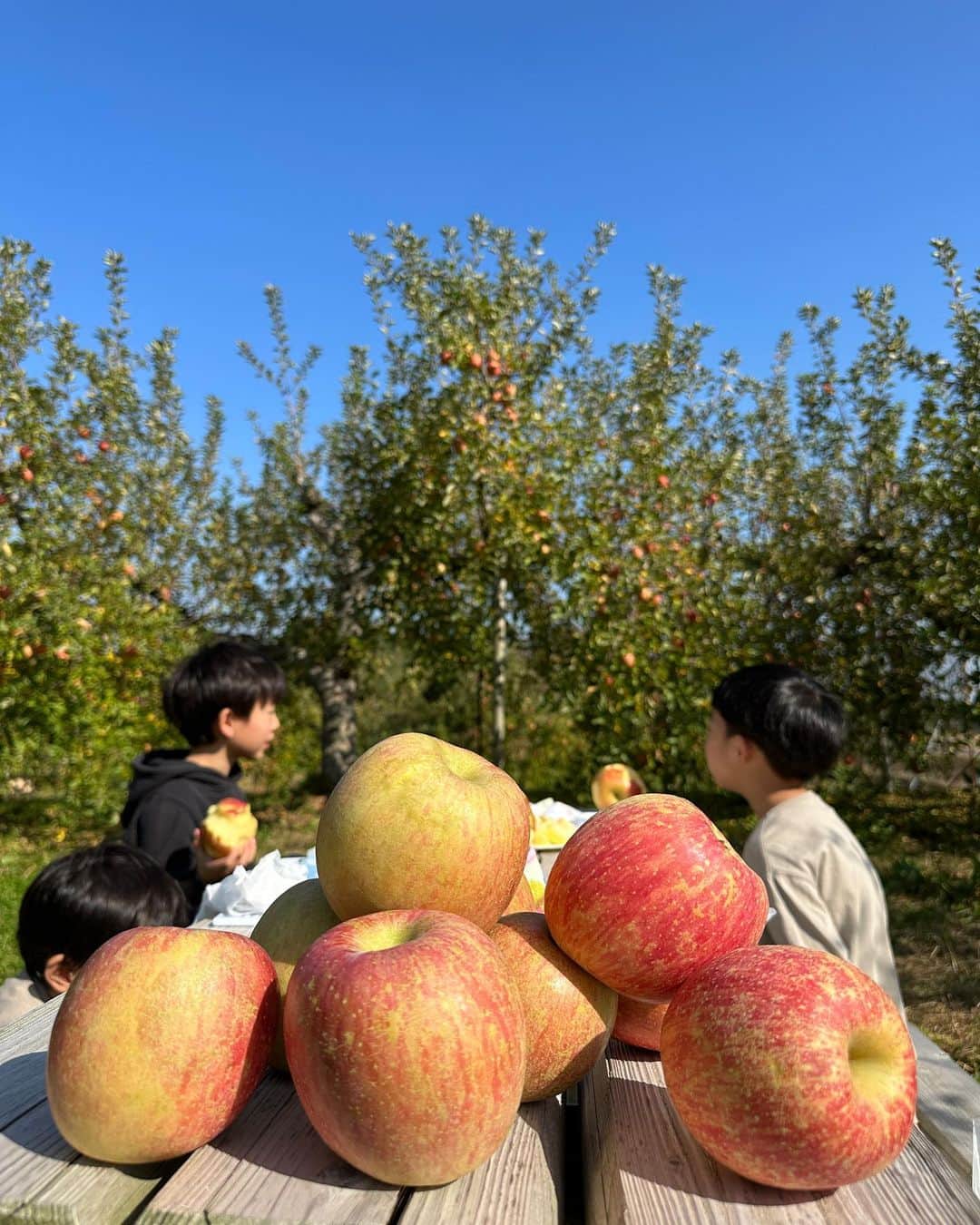 林藍菜さんのインスタグラム写真 - (林藍菜Instagram)「毎年恒例！山田のりんご🍎狩りにいってきました。 たわわに実った中から、 お気に入りを見つけてもぎとって、その場でガブリ。 ん〜これがもうたまらないのです☺️  美味しい🍎今年もごちそうさまでした。 @yamadanoringo  #山田りんご藤田農園 #山田りんご #りんご狩り #とれたてりんご」11月6日 20時57分 - hayashi_aina