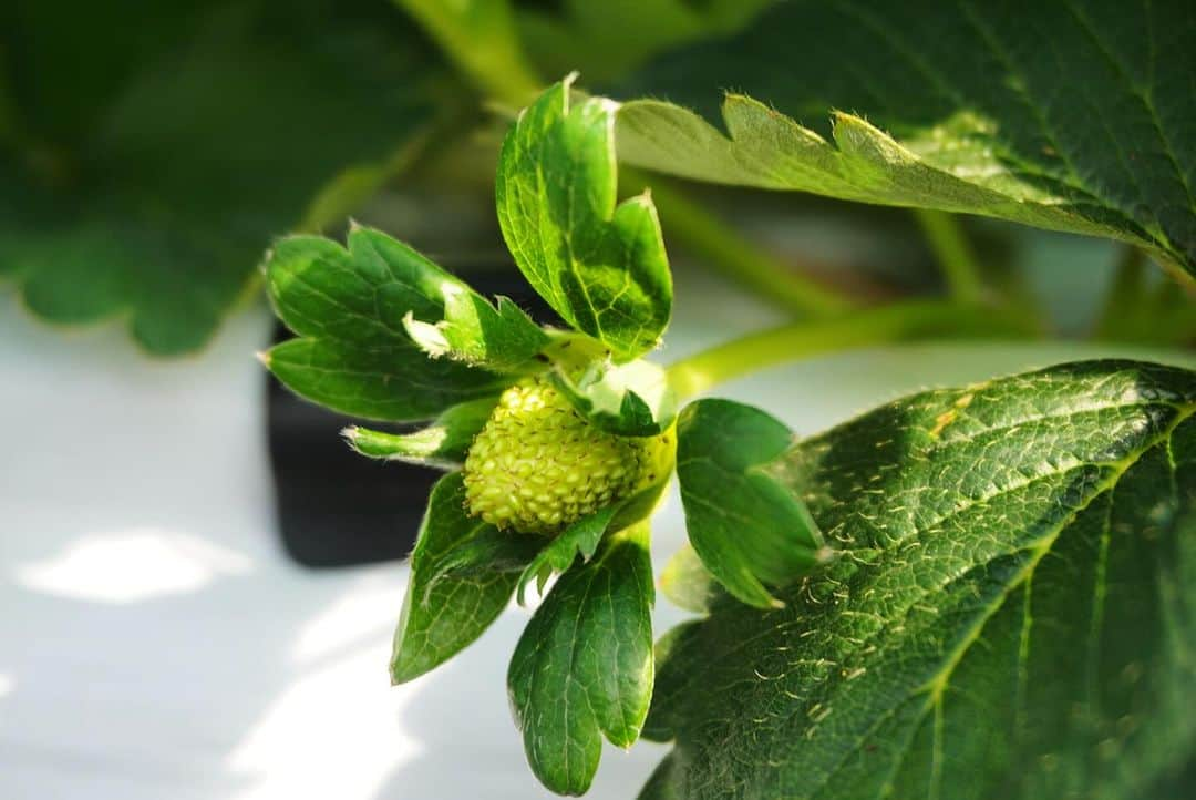 リゾートホテルオリビアン小豆島のインスタグラム：「. いちごの花が散って、実が膨らんできました。 箱入り娘の成長過程を楽しみながら栽培しています🍓  @caloreshodoshima   Green Harmony～自然と人を繋ぐ～」 ★━━━━━━━━━━━━━━━━━━★  2021年7月にリブランドした当ホテルでは、 自然と人とが融合する世界観でサービスを提供して参ります。 ★━━━━━━━━━━━━━━━━━━★ #oliveanshodoshima #shodoshima #オリビアン小豆島　#小豆島　#香川県 #香川県観光　#小豆島観光　#香川旅行　#小豆島旅行　#島旅　#瀬戸内　#setouchi #いちご #いちご狩り #苺 #いちご園 #カローレ小豆島 #6次産業 #6次産業化 #strawberry」