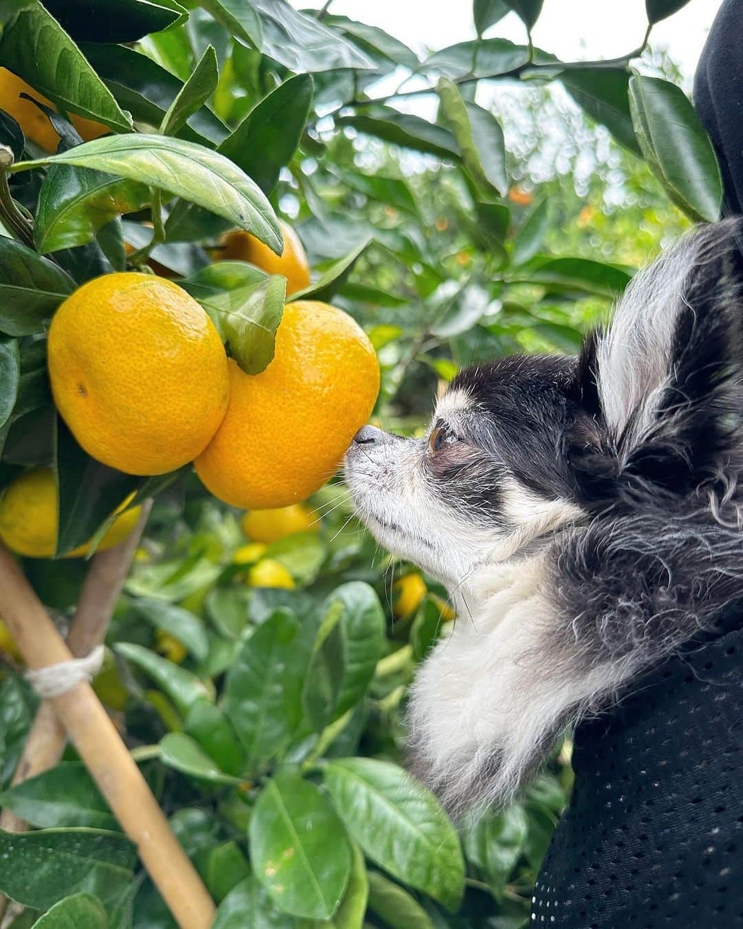 中倉隆道さんのインスタグラム写真 - (中倉隆道Instagram)「. ルフトとみかん狩り🍊🐶✨  千葉でみかん狩りができるなんて♬ しかもわんこフレンドリーで一緒にみかん獲れるなんて✨  ジューシーで甘くてウマウマだったー🍊😋  500円でみかん食べ放題とか最高！！  千葉南房総わんこ旅でオススメ🚙🐶🍊✨  #みかん狩り #千倉オレンジセンター #南房総 #南房総わんこ旅 #わんこ #ワンコ #わんこのいる生活 #チワワ #愛犬 #luft #チワワ大好き #instachihuahua #dog #cutedog #강아지 #puppy #chihuahuas #わんことお出かけ」11月6日 21時23分 - ryudo.tokyo