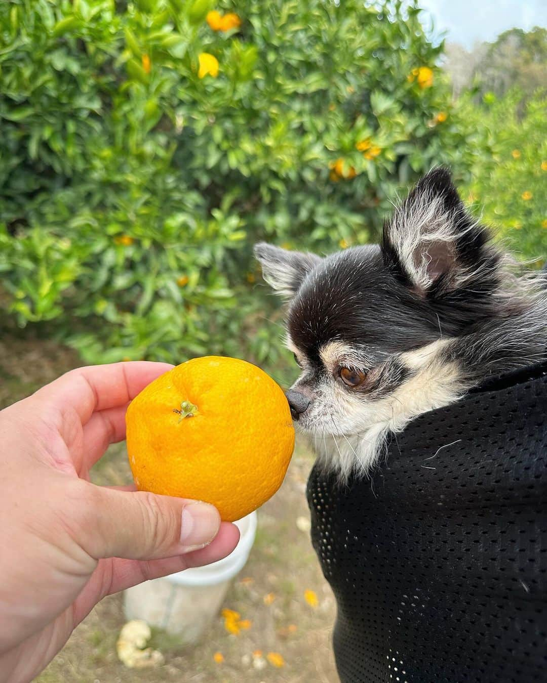 中倉隆道さんのインスタグラム写真 - (中倉隆道Instagram)「. ルフトとみかん狩り🍊🐶✨  千葉でみかん狩りができるなんて♬ しかもわんこフレンドリーで一緒にみかん獲れるなんて✨  ジューシーで甘くてウマウマだったー🍊😋  500円でみかん食べ放題とか最高！！  千葉南房総わんこ旅でオススメ🚙🐶🍊✨  #みかん狩り #千倉オレンジセンター #南房総 #南房総わんこ旅 #わんこ #ワンコ #わんこのいる生活 #チワワ #愛犬 #luft #チワワ大好き #instachihuahua #dog #cutedog #강아지 #puppy #chihuahuas #わんことお出かけ」11月6日 21時23分 - ryudo.tokyo