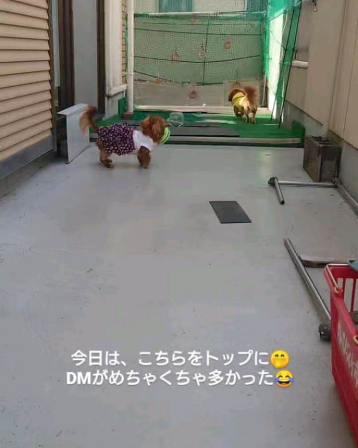 ピックのインスタグラム：「今日は、朝から実家に🐶🐶 、 お散歩サボるために、バルコニー遊び 、 この、動画のストーリーにめちゃくちゃDMが😜😜😜 、 私の、うるさいなー（笑） ピコのスカートめくれ😵😵 、 笑ってくれてありがとうだよー 、 それと、同時くらい、おいしそー!おかあちゃま素晴らしいーってDMが😍😍 、 うなぎめちゃくちゃ美味しかったよー 名古屋市昭和区の #うなぎ石川  、 おかあちゃまのチーズケーキお店だわ～ ってこの前の、チーズケーキ専門店より、美味しかった 楽しかったよー いつも、ありがとうねー 、 また、遊びに行くねー🐶🐶 、 #実家 #多頭飼い  #ミニチュアダックスフンド  #ダックス #ダックスフンド #愛知県 #うなぎ #イッヌ #いぬバカ部 #pecoいぬ部 #peppyフォト部 #dachshundlove #doggy #dogstagram_japan #イヌスタグラム #いぬすたぐらむ #たんそく部 #いぬのいる暮らし #犬の居る生活 #miniaturedachshund #犬 #dog #todayswanko #pecoいぬ部 #わんわん小学校 #lovedogs #犬好きな人と繋がりたい」