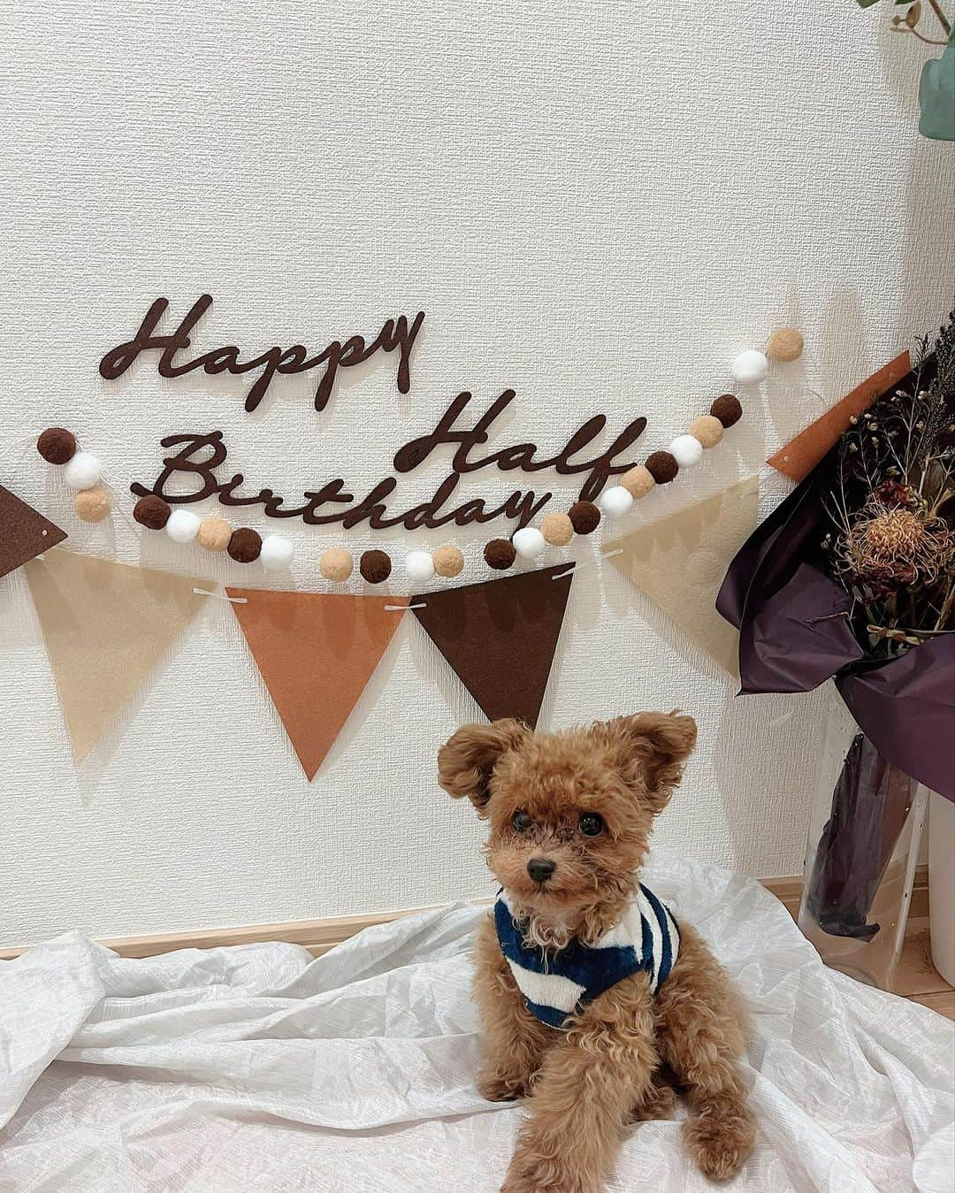 堀江聖夏さんのインスタグラム写真 - (堀江聖夏Instagram)「⌇ 🎂♡ ⁡ 令和5年5月5日生まれの アンデスくん、1/2バースデ~♡ ⁡ お祝いしたよっ𓃘.ᐟ.ᐟ ⁡ 飾り付けに興味津々で 撮影時間は5分でした ✮ ⁡ 見事にモデルポーズ(風？) お友達として仲間入りをした マチルダ🥔はしっぽをたくさん かみかみっされてました⇦ ⁡ これからも健やかに 成長してね♡♡♡ ⁡ _______________________________ #トイプードル #ハーフバースデー #6ヶ月 #男の子 #甘えん坊さんです」11月6日 21時28分 - mina_horie