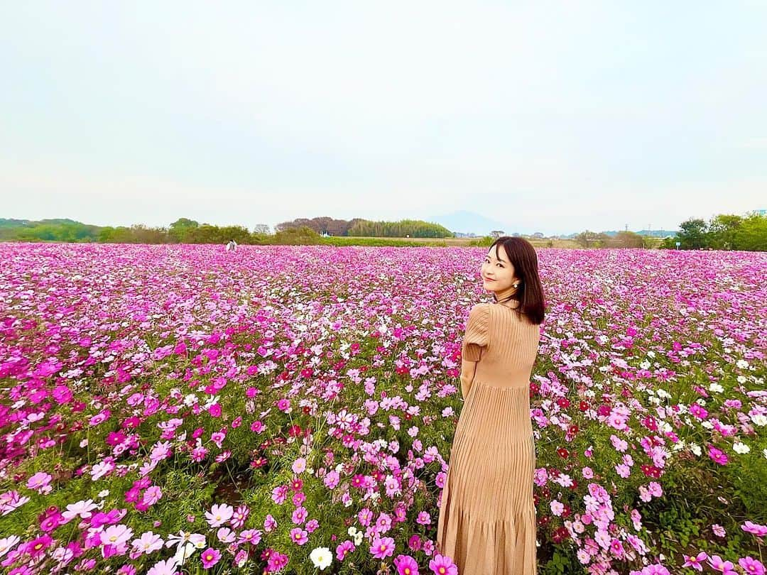 下村彩里さんのインスタグラム写真 - (下村彩里Instagram)「秋がなかなか深まらない11月。🍃 日中は半袖で過ごす日々が続いています。  茨城県では#秋桜　が美しく咲いていました。🌸 今年は9月10月と大きな台風の上陸がなく、雨風による被害がなかったよう。  いつも見頃を逃していたコスモス。今年は愛でることができ幸せでした☺️  #1輪1輪 #表情が違う #本当に美しかった  #下村彩里#一眼レフ#カメラ#単焦点レンズ#カメラ女子」11月6日 21時29分 - sairi.shimomura_ex