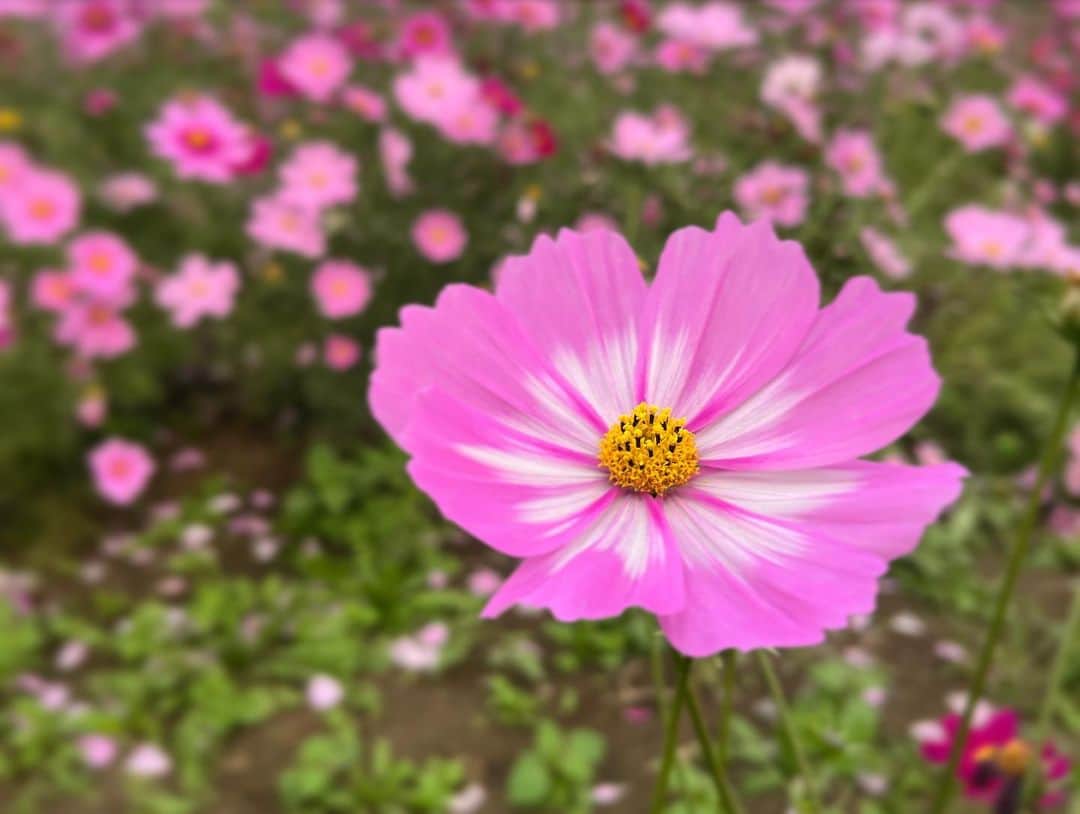 下村彩里さんのインスタグラム写真 - (下村彩里Instagram)「秋がなかなか深まらない11月。🍃 日中は半袖で過ごす日々が続いています。  茨城県では#秋桜　が美しく咲いていました。🌸 今年は9月10月と大きな台風の上陸がなく、雨風による被害がなかったよう。  いつも見頃を逃していたコスモス。今年は愛でることができ幸せでした☺️  #1輪1輪 #表情が違う #本当に美しかった  #下村彩里#一眼レフ#カメラ#単焦点レンズ#カメラ女子」11月6日 21時29分 - sairi.shimomura_ex