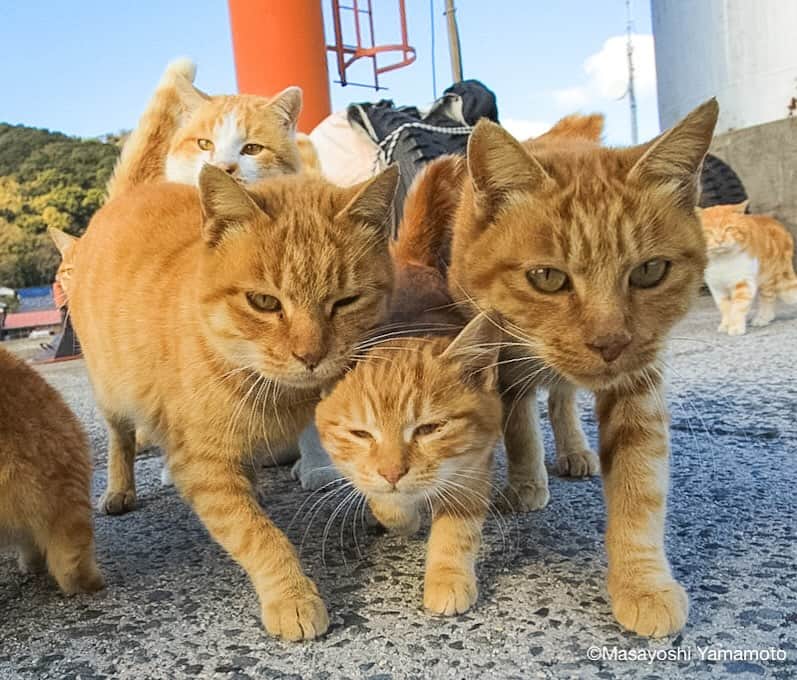 山本正義のインスタグラム：「おやこずんぶり👪  Family👪」