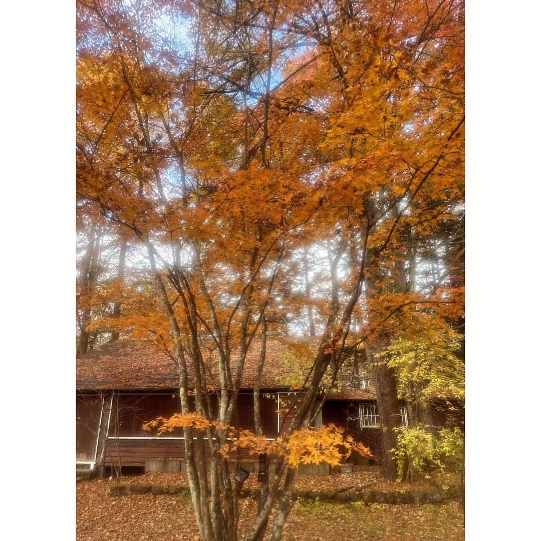 journaleatripのインスタグラム：「. clearing the farm  今年のcocco farmは 畑じまいをしました。  半日だけでもとビュンと手伝いに 収穫は🥜と南瓜をして片付けてをして終了。 あとは12月に一度玉葱の苗を植えに来るそうだけど。  浅間山を背に 紅葉を感じ 父の背にと予定通りの景色と空気で ヨシッと戻る。」
